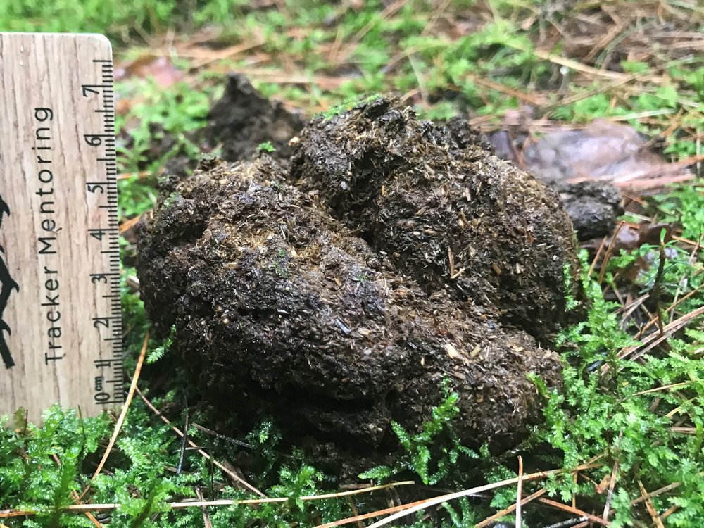  Black Bear scat @ Algonquin Widlife Research Station, side view. 