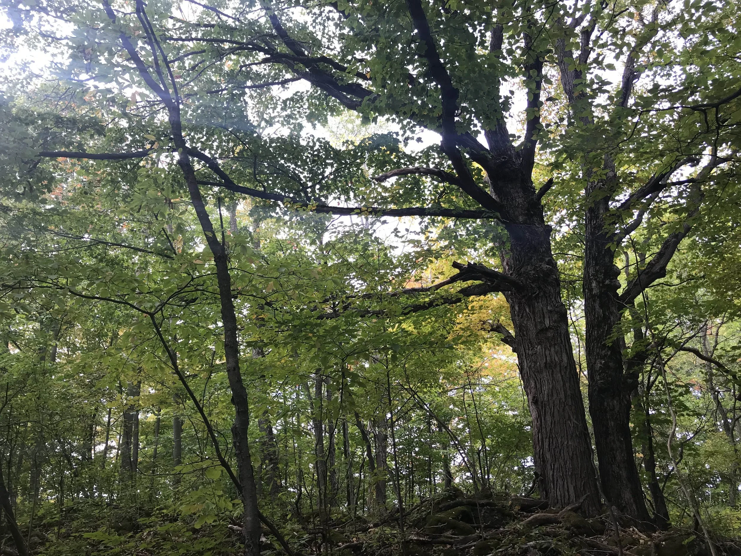 Wolf Trees, Stink Horns and Carrion Beetles — to know the land