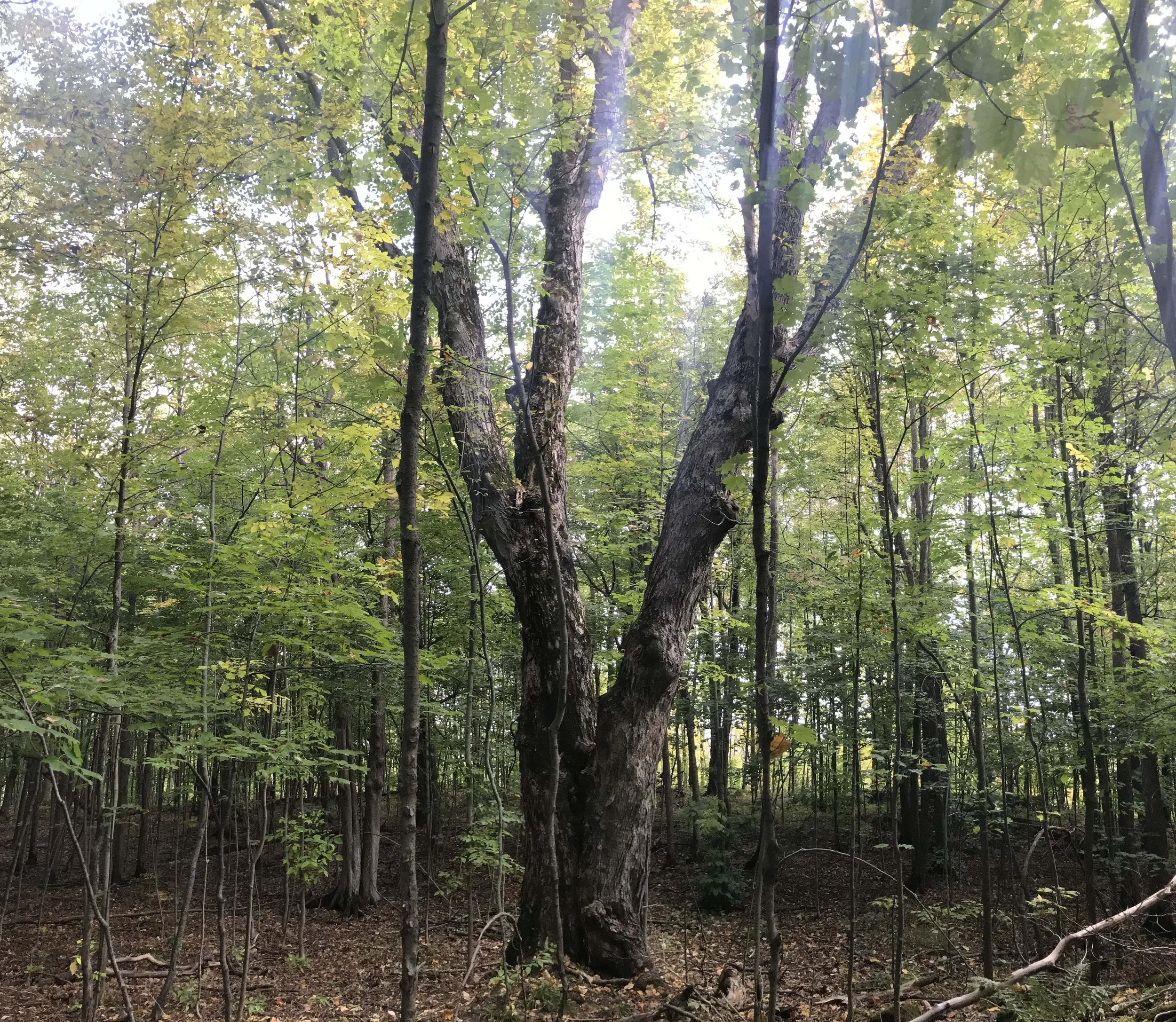 Wolf Trees, Stink Horns and Carrion Beetles — to know the land