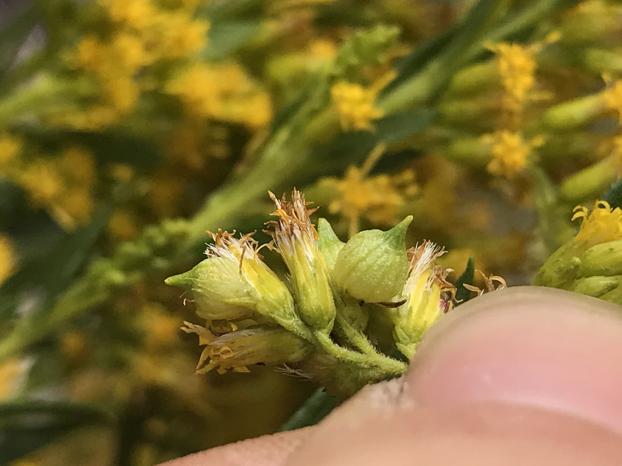 2023.09.27 smooth capitulum gall, Schizomyia racemicola @ goldenrods by bur oak @ GOS stone (3)-min.JPG