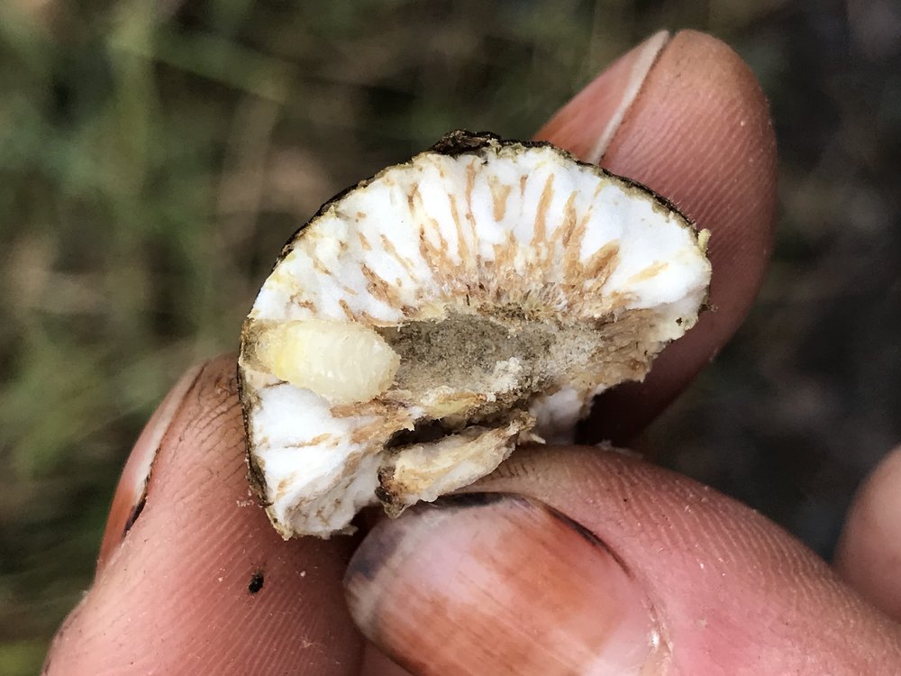 2023.11.06 goldenrod ball gall with larval tunneling @ clim (5)-min.JPG