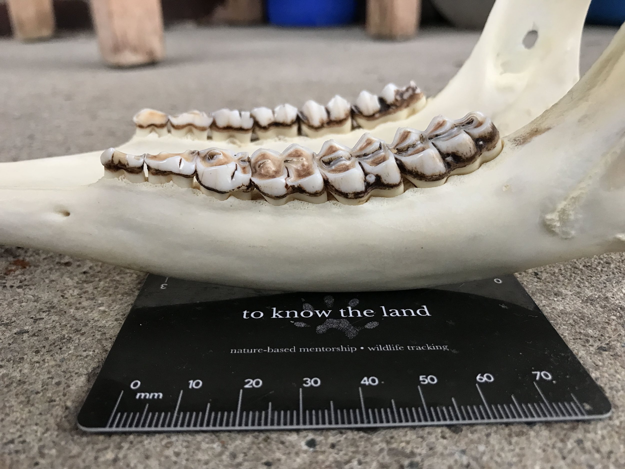 Adult White-tailed Deer mandible closer up