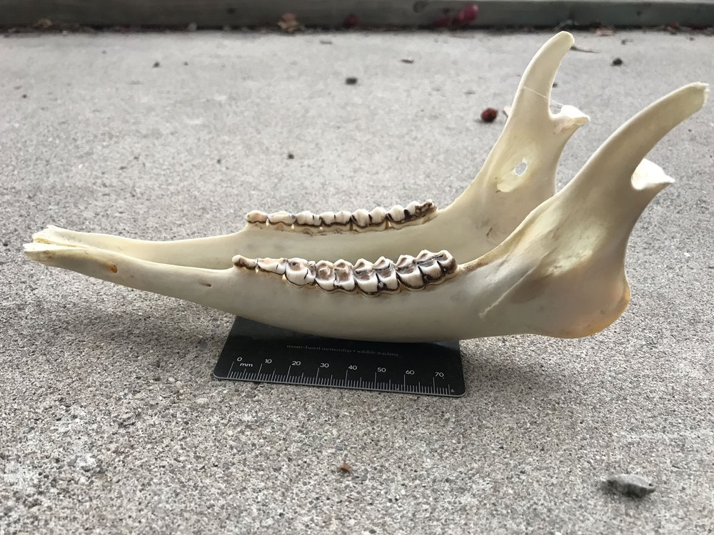 Adult White-tailed Deer mandible