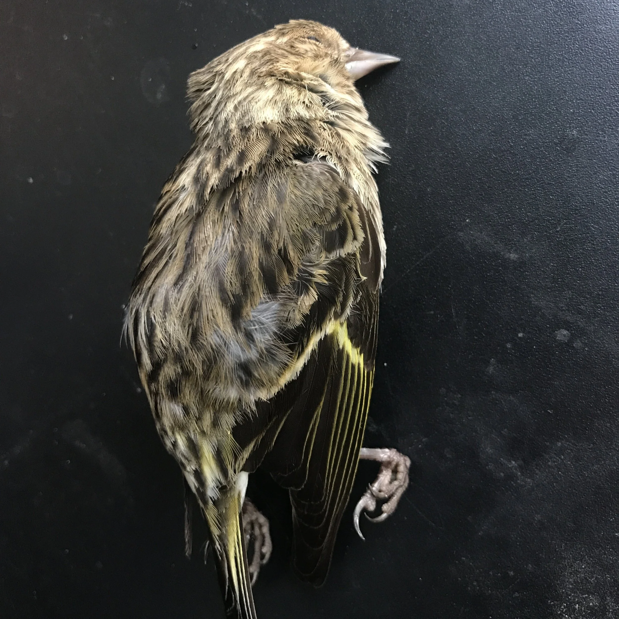 Ep. 235 : Pine Siskins
