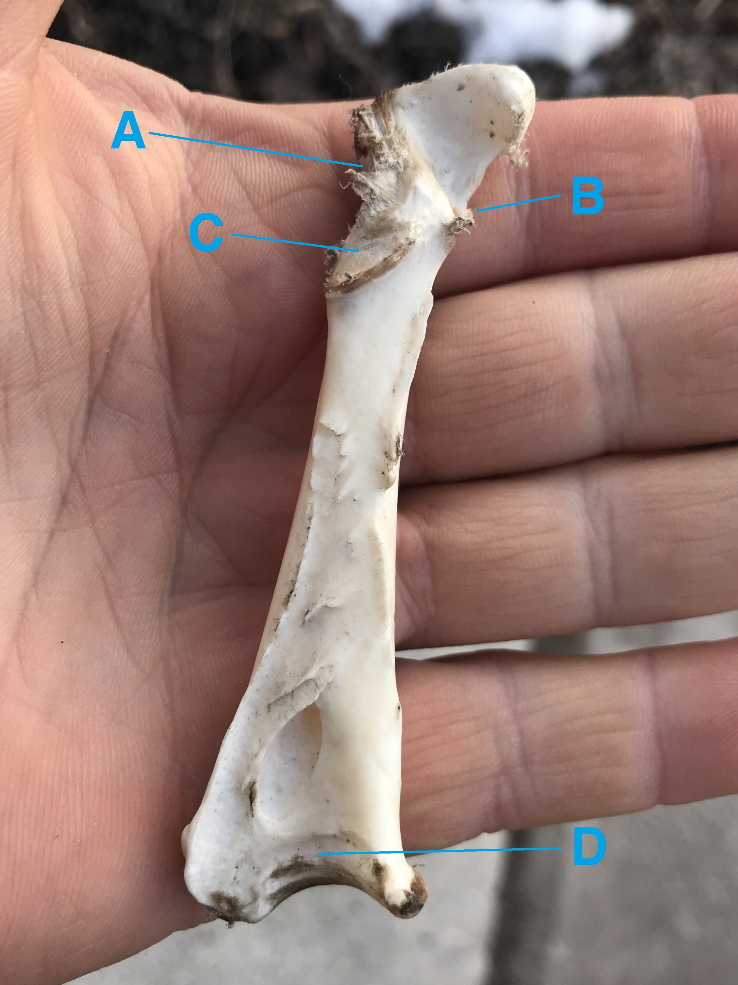 Wild Turkey coracoid