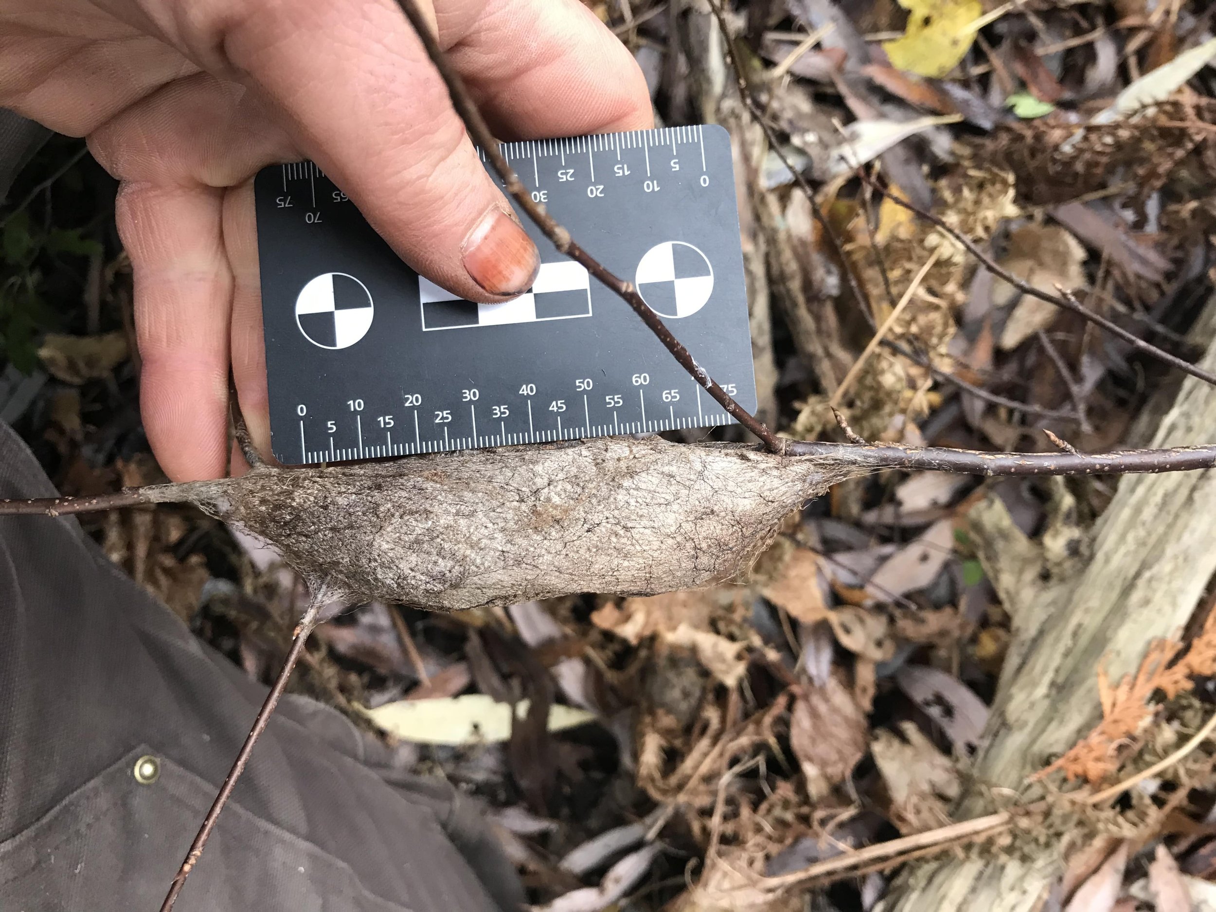 2023.10.31 coccoon on Chokecherry (Prunus virginiana)