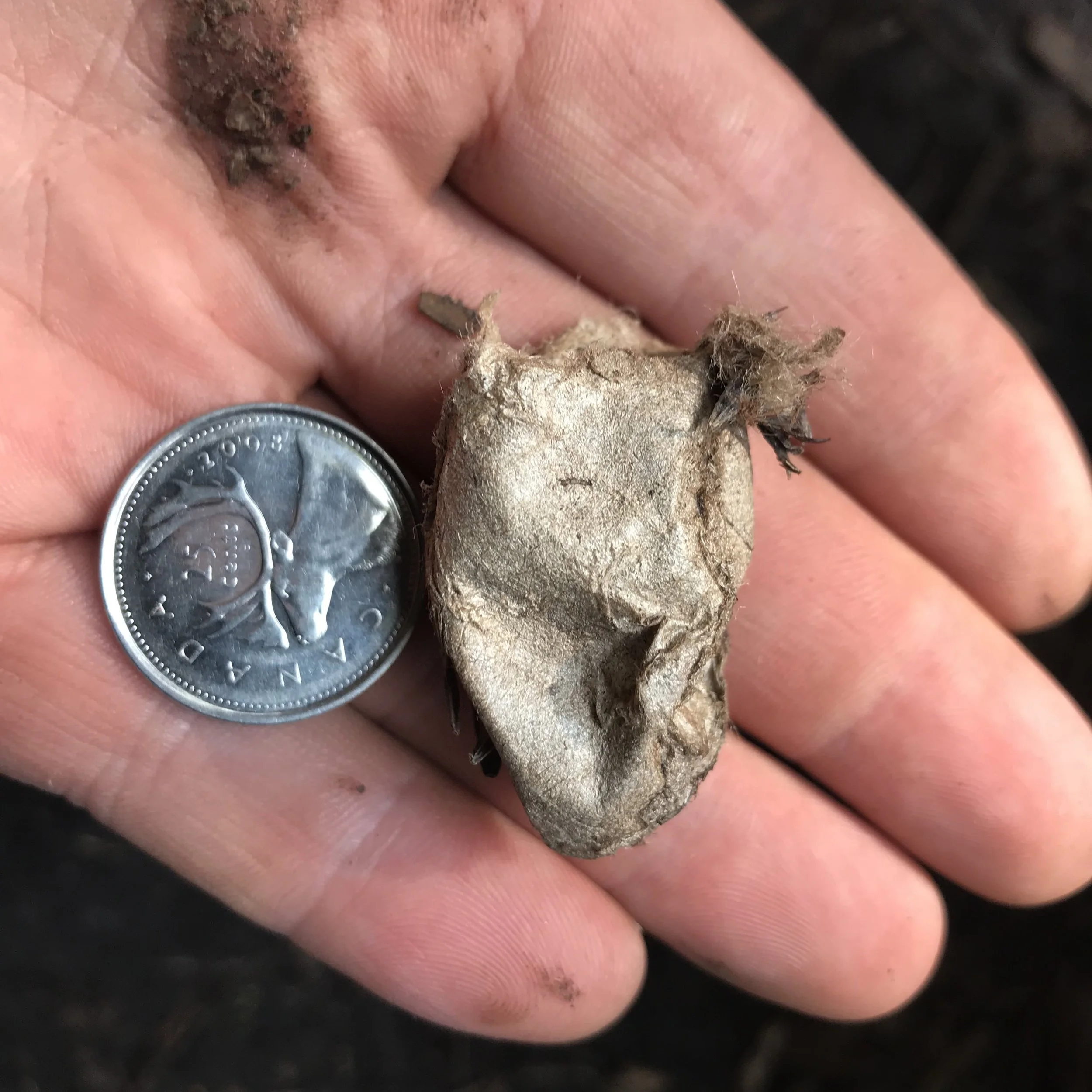 2023.10.01 polyphemus moth coccoon @ skyland, GOS stone edit .JPG