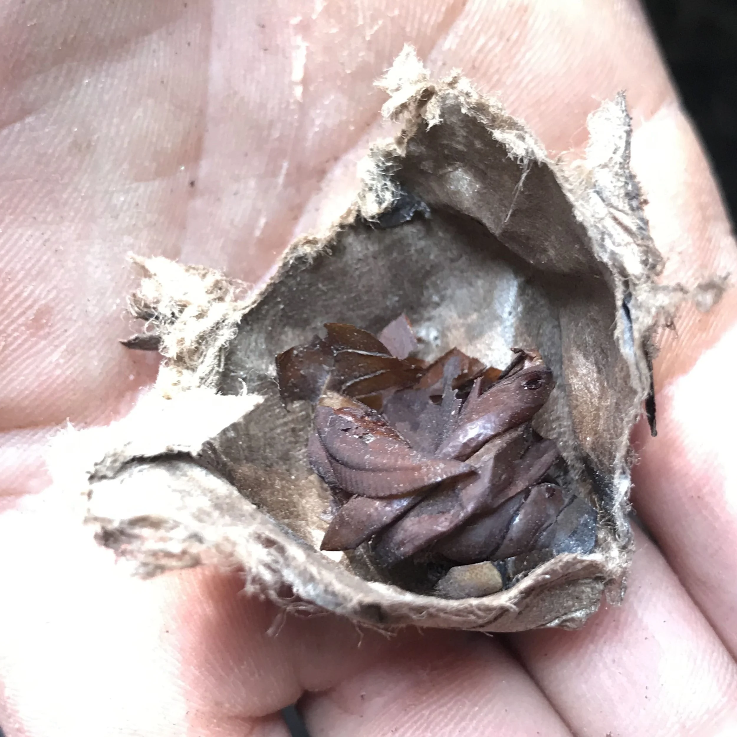 2023.10.01 polyphemus moth coccoon @ skyland, GOS stone (7)-min edit.JPG