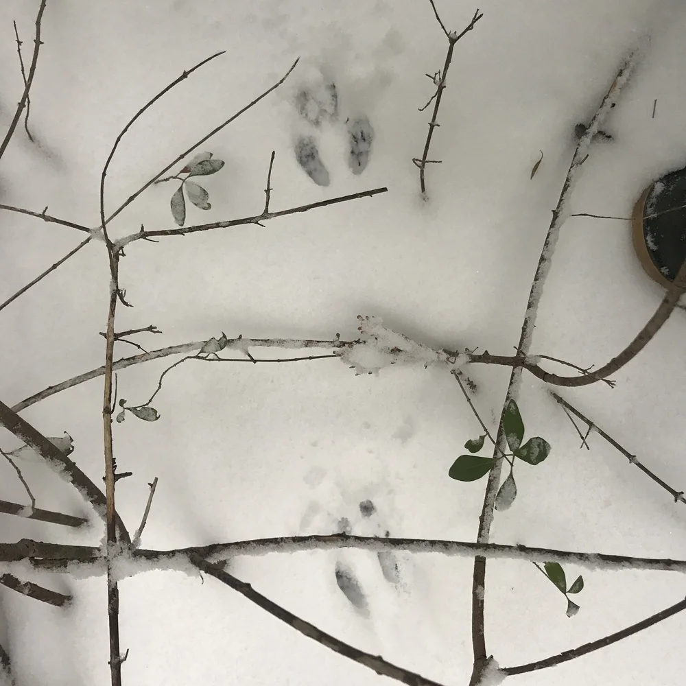 First of two photos of hops away from the base of a Cedar tree