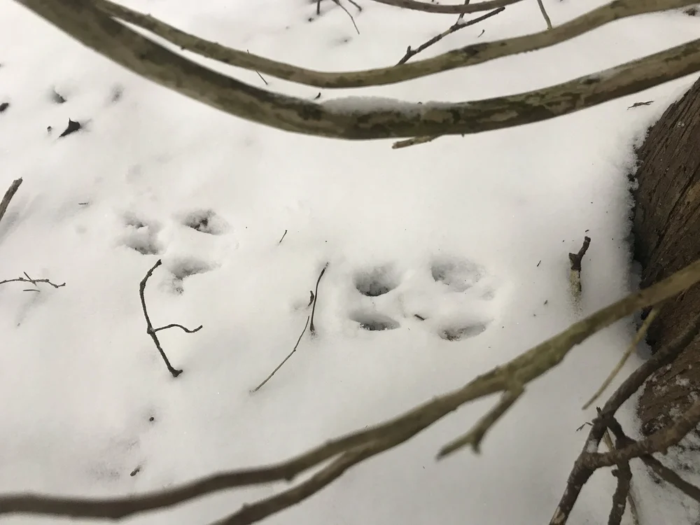Second of two photos of hops away from the base of a Cedar tree