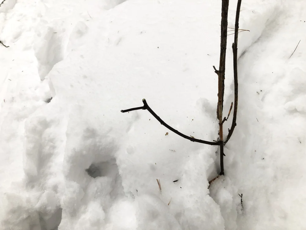 01) Alternate leaved Dogwood (3) edit-min.JPG