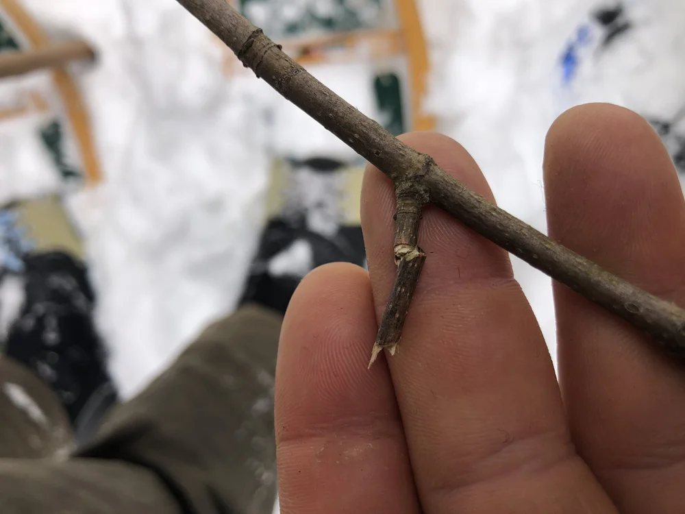 10) Sugar Maple (3)-min.JPG