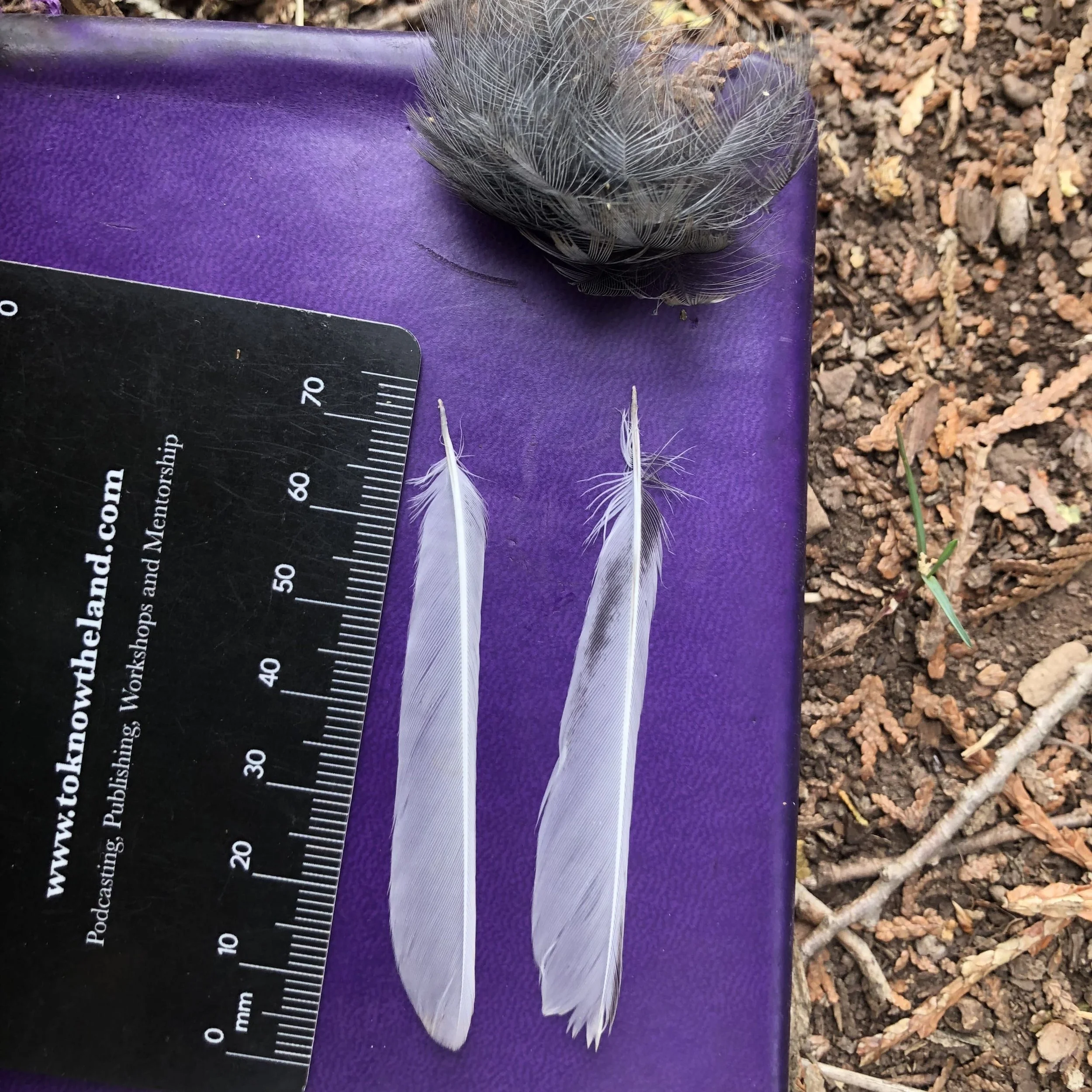 Ep. 268 : Do Deer Mice Eat Birds?