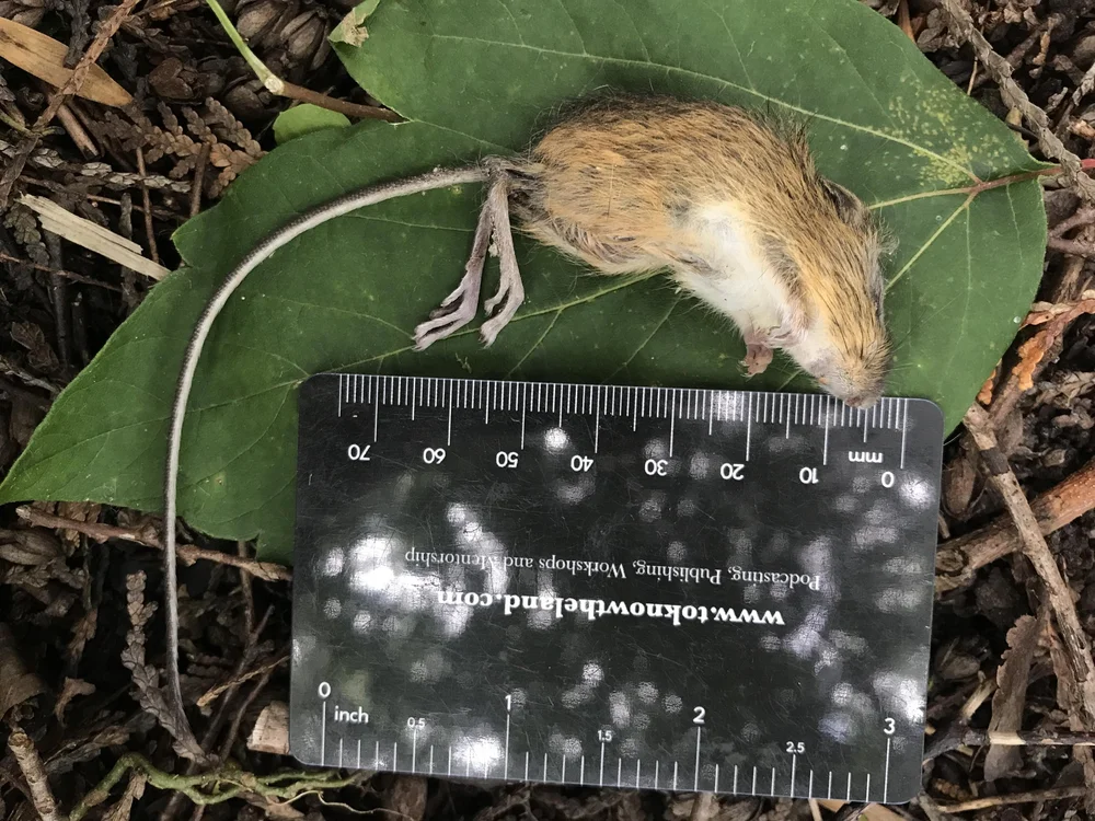  Dead Meadow Jumping Mouse 