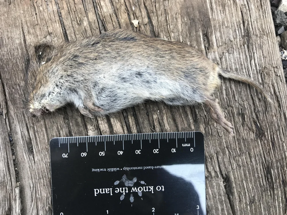  Dead Meadow Vole 