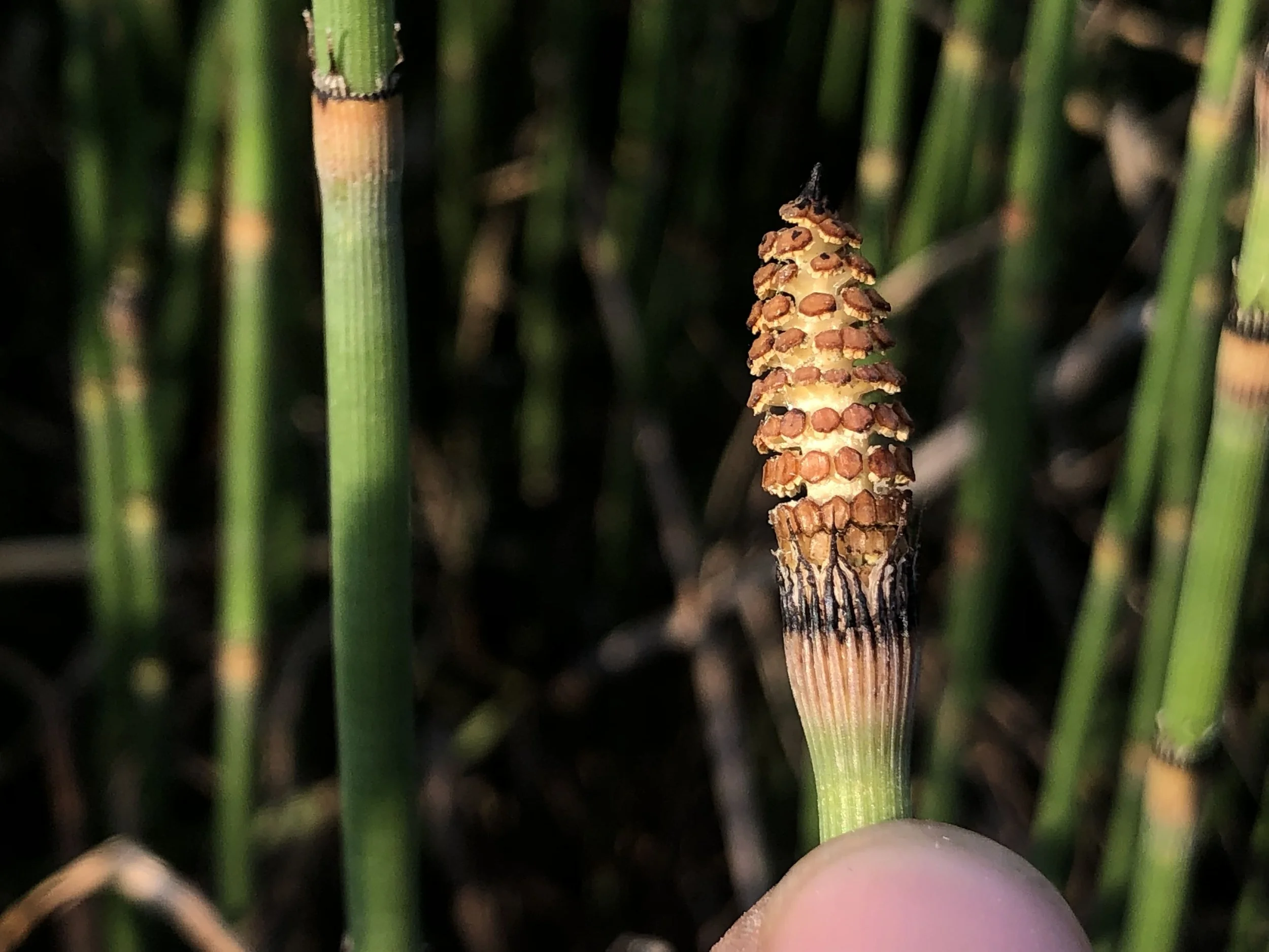 Ep. 270 : Rough Horsetail
