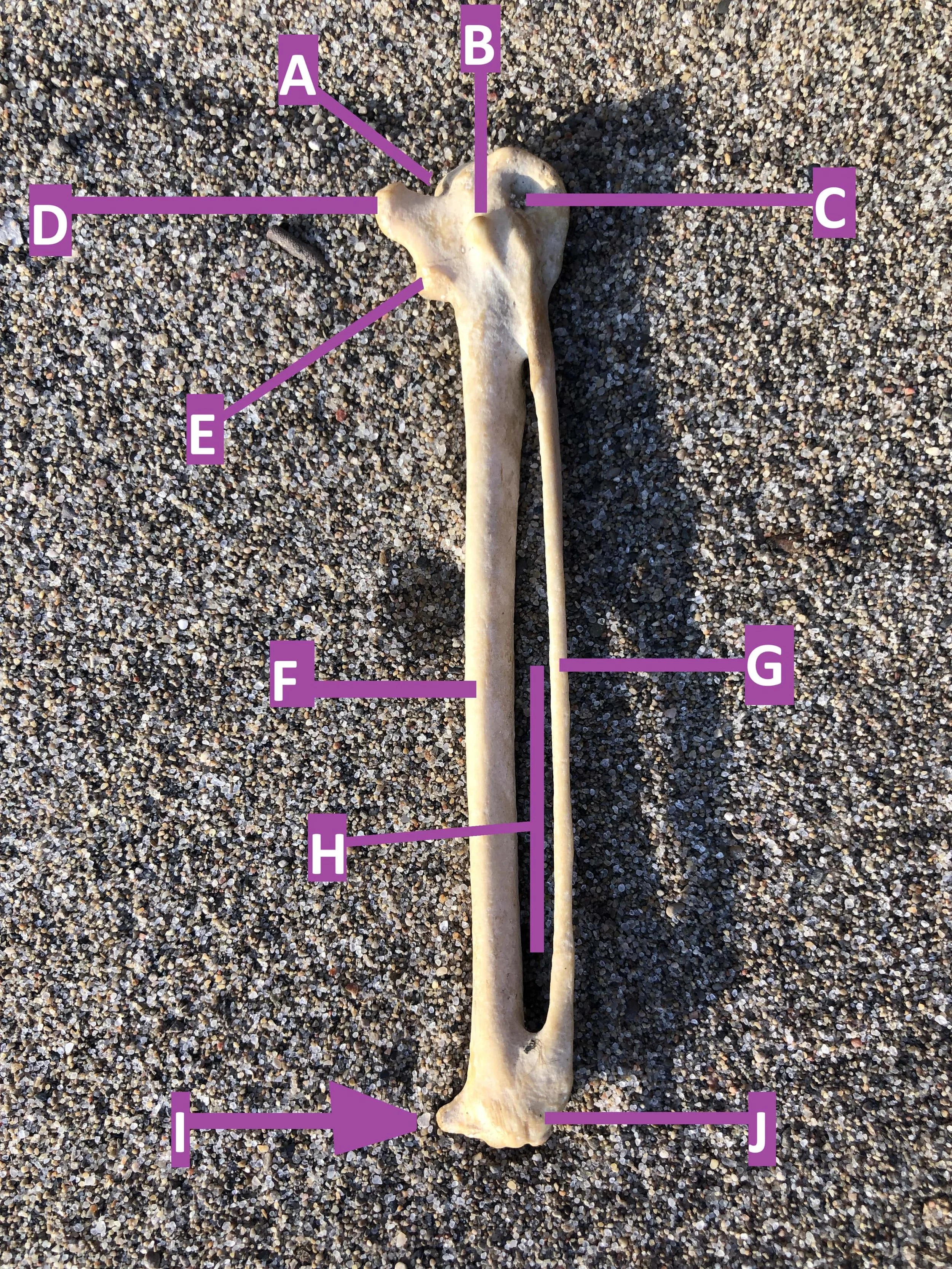 carpometacarpusedit3-min.jpg