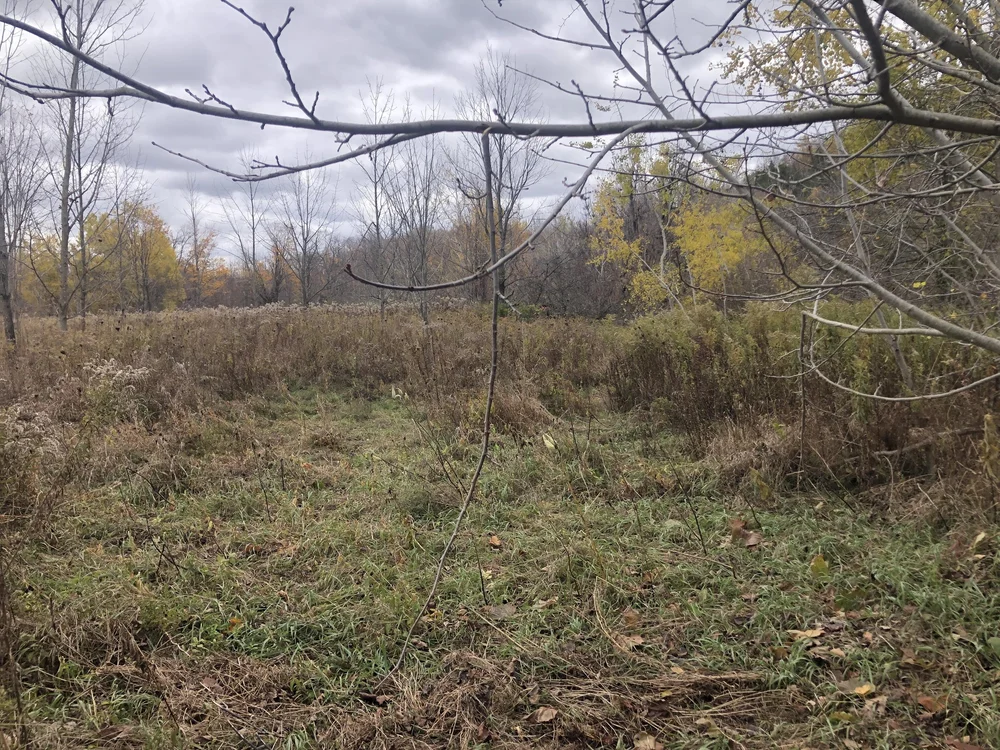 the scene with lick branch, scrape below, and rub out of frame to the right