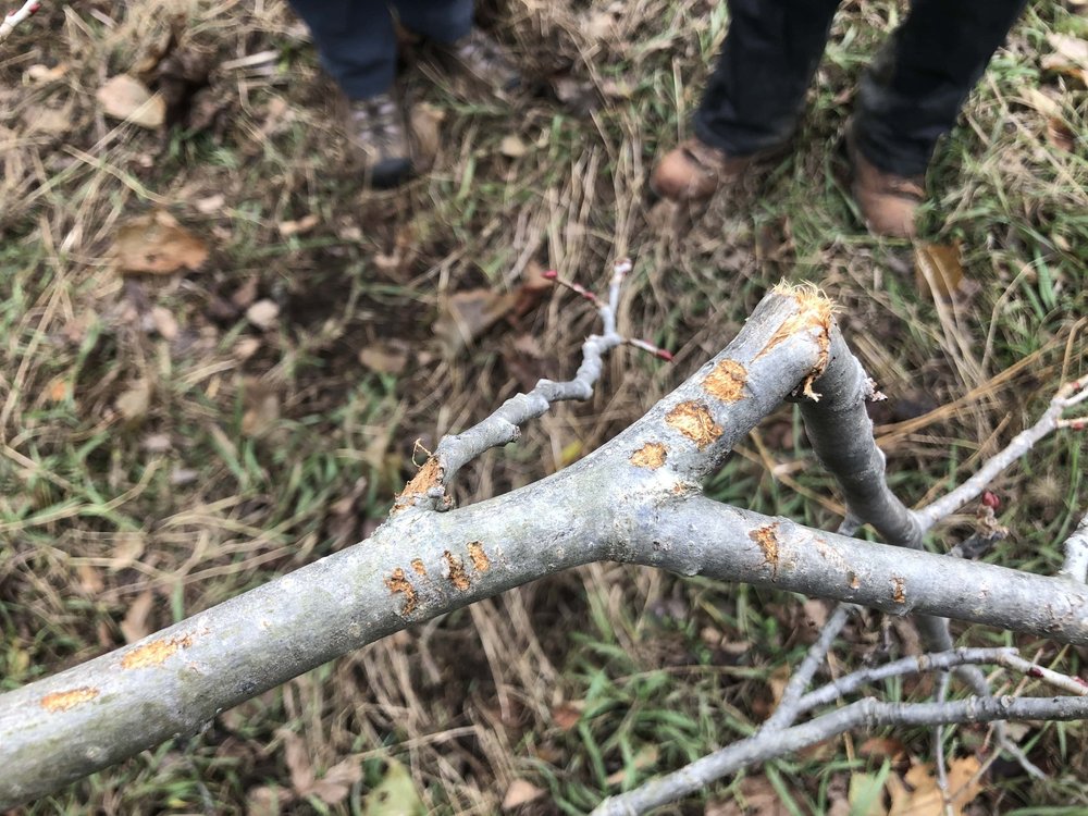 Biting on the branch by one of the broken lick branches