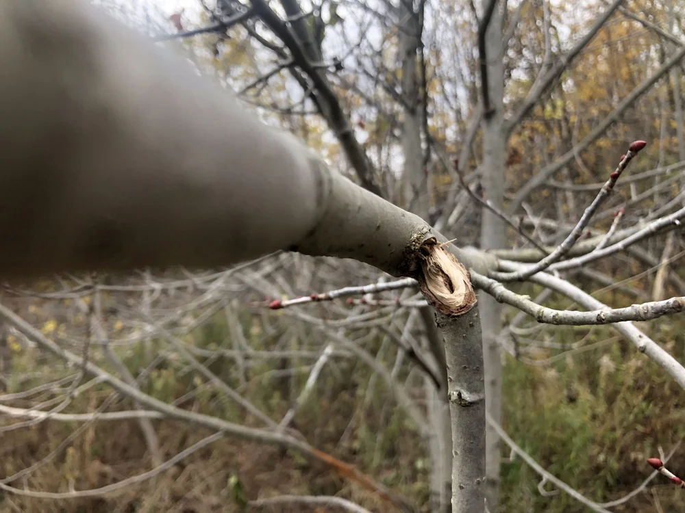View from the main branch of the break of the lick branch