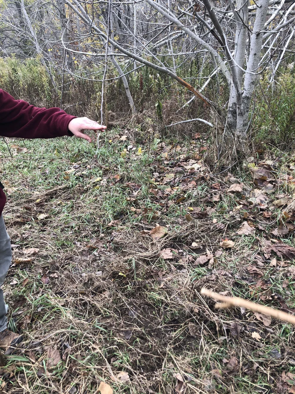 Alexis holding the lick branch above the scrape, with the rub visible in the background