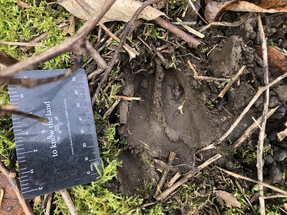 I believe this is a track from the front left foot