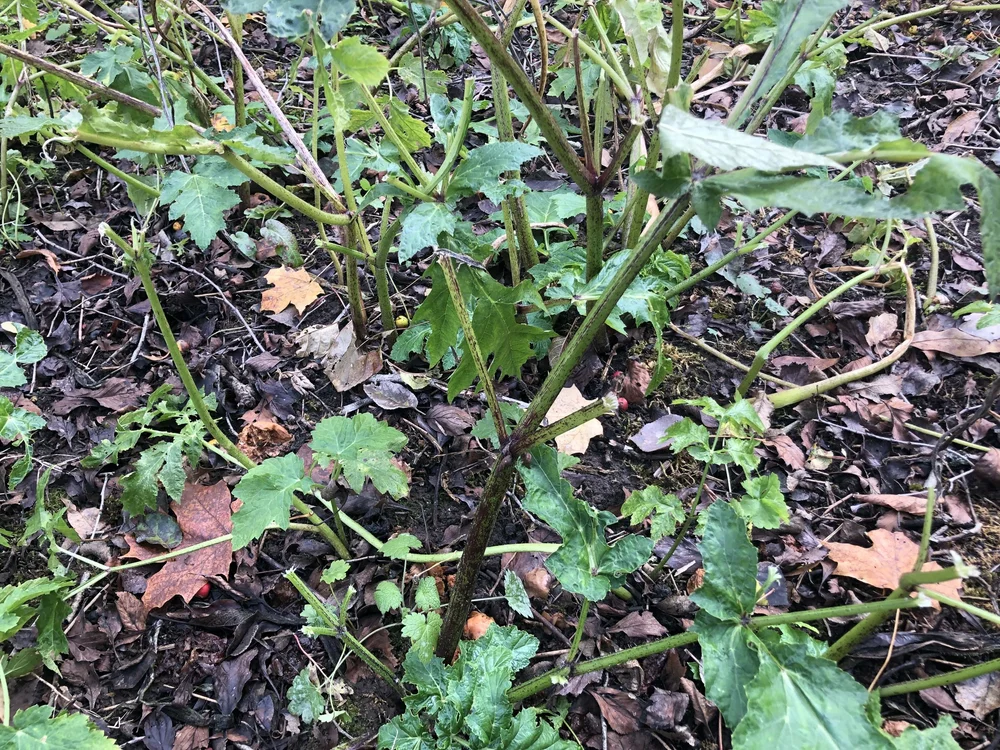 Mangled Giant Hogweed with visible browse sign