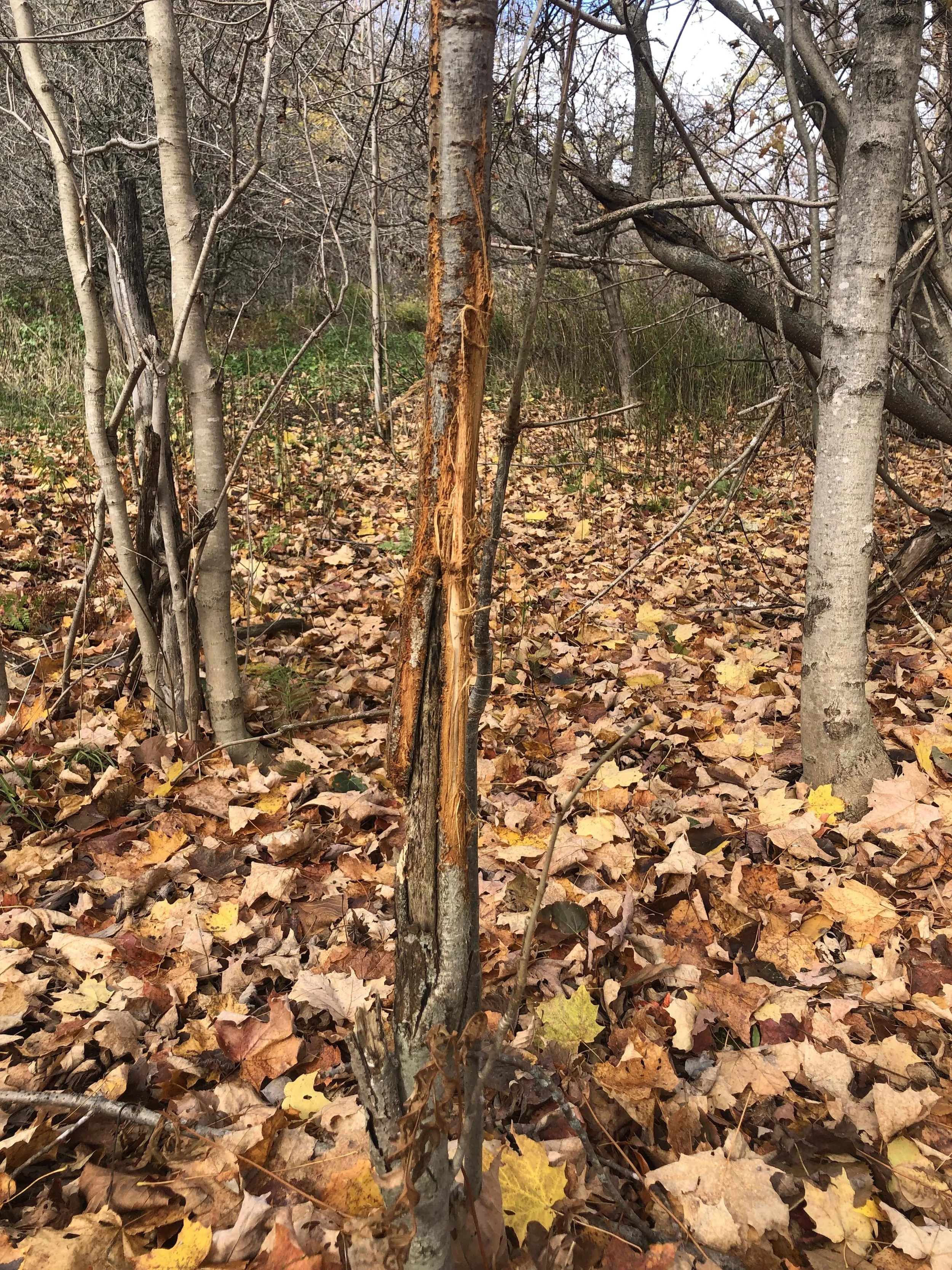 Signs of the White-tailed Deer Rut