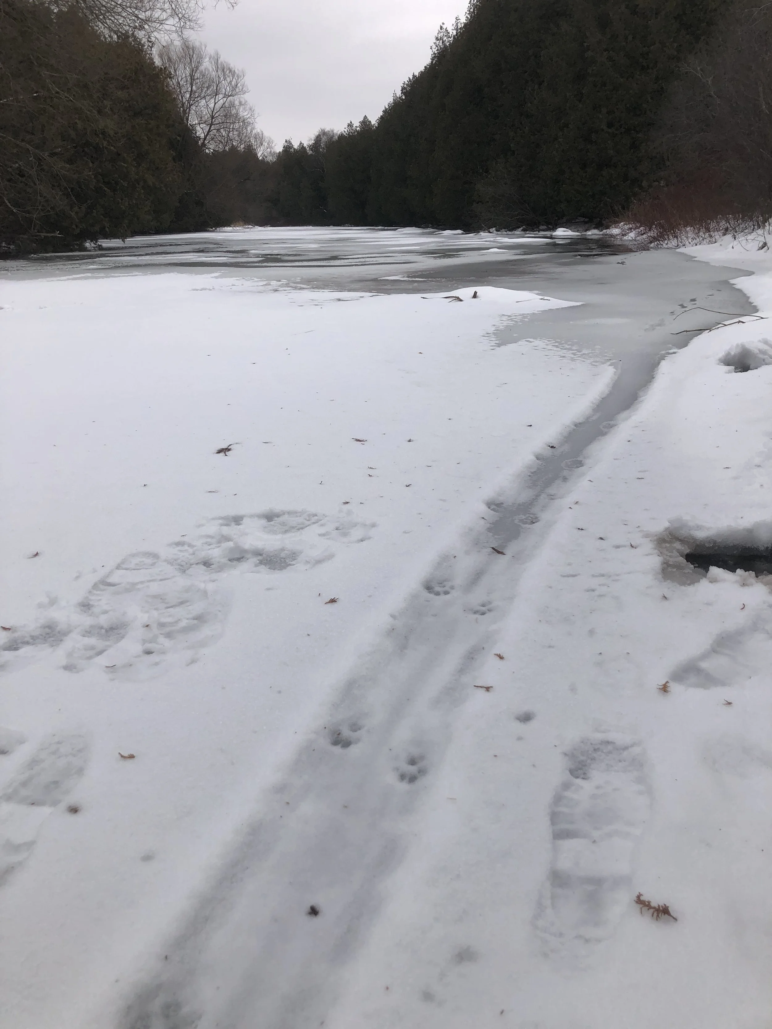 River Otter slides on the Eramosa. 