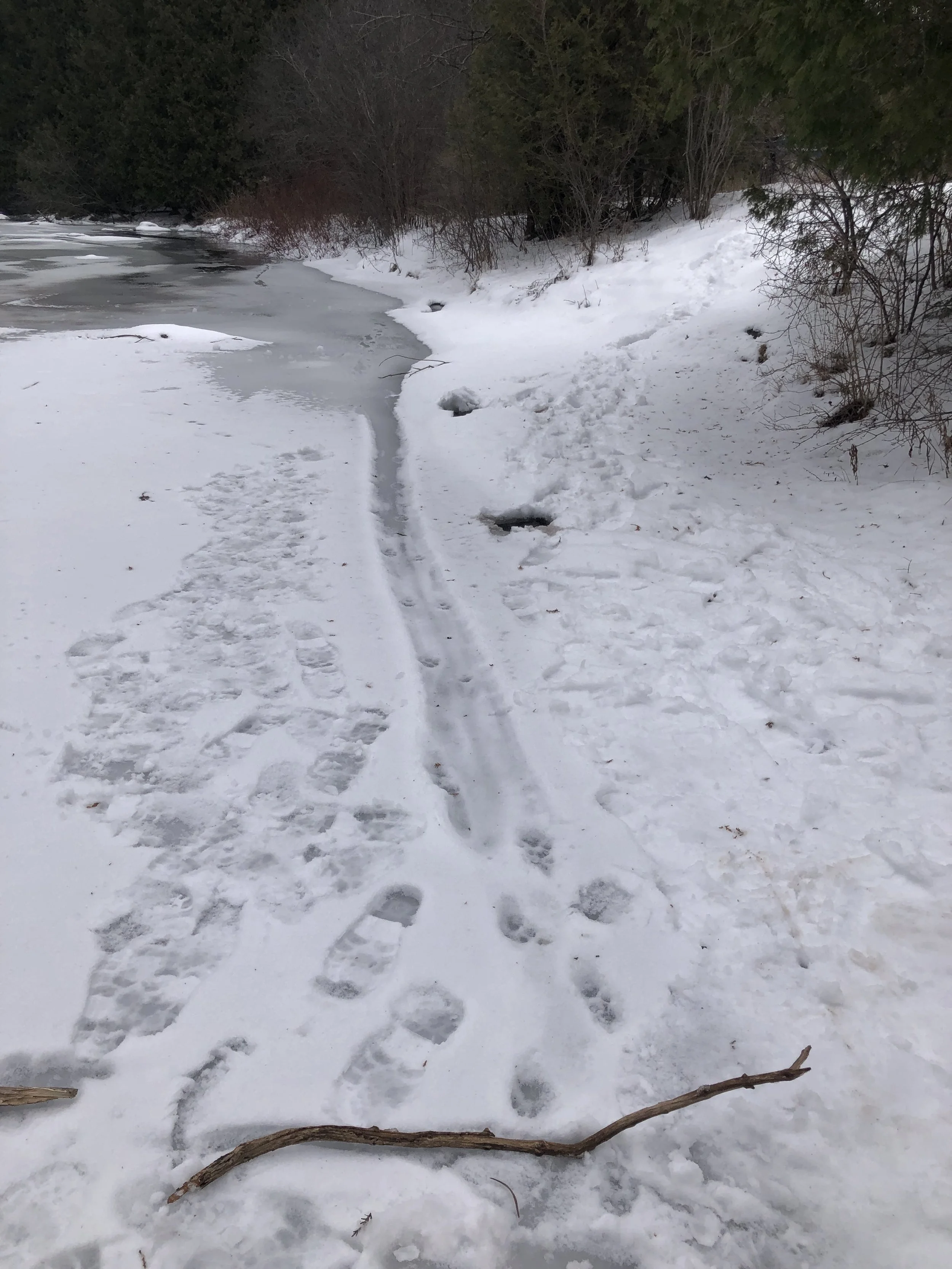 River Otter slides on the Eramosa.