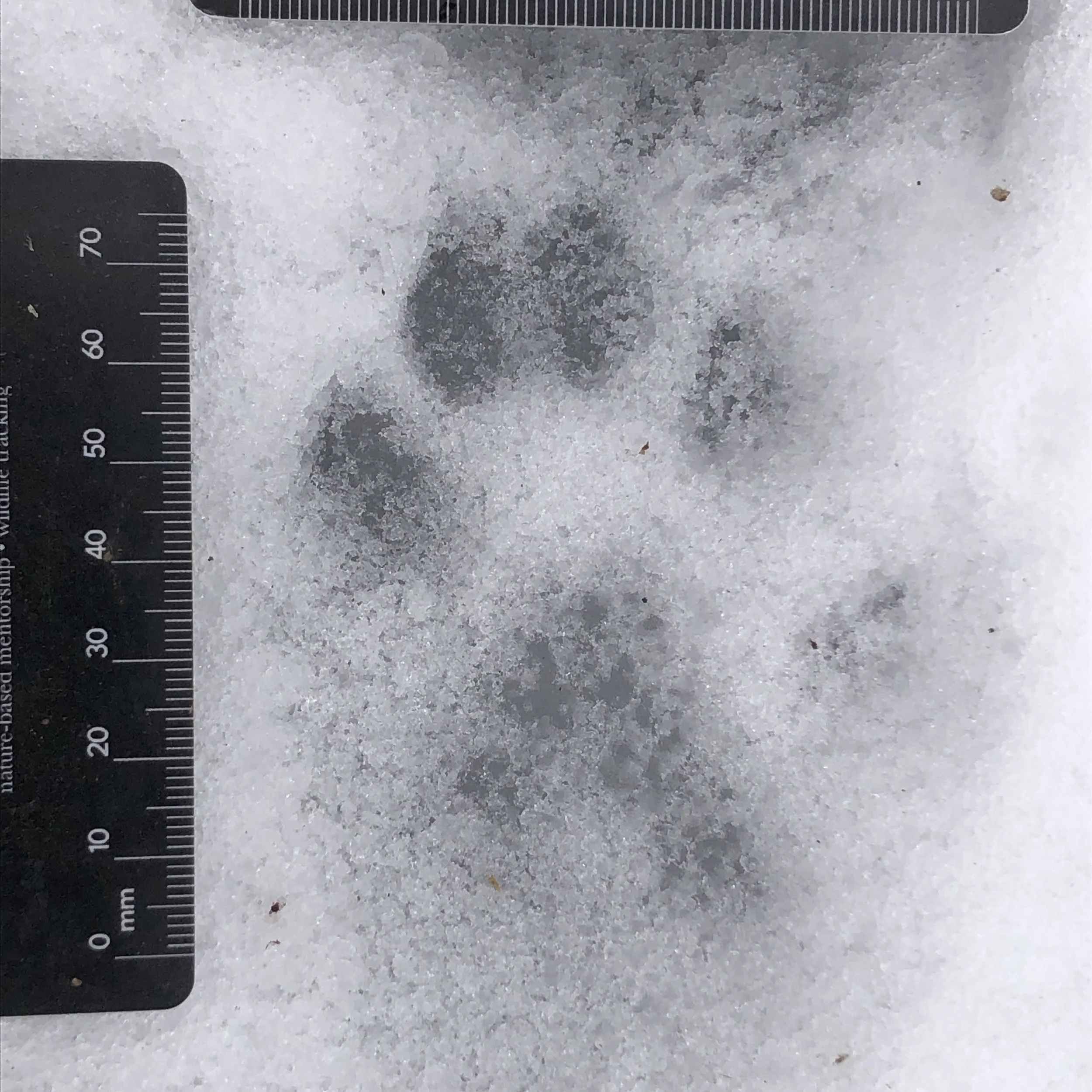 River Otter on the Eramosa River