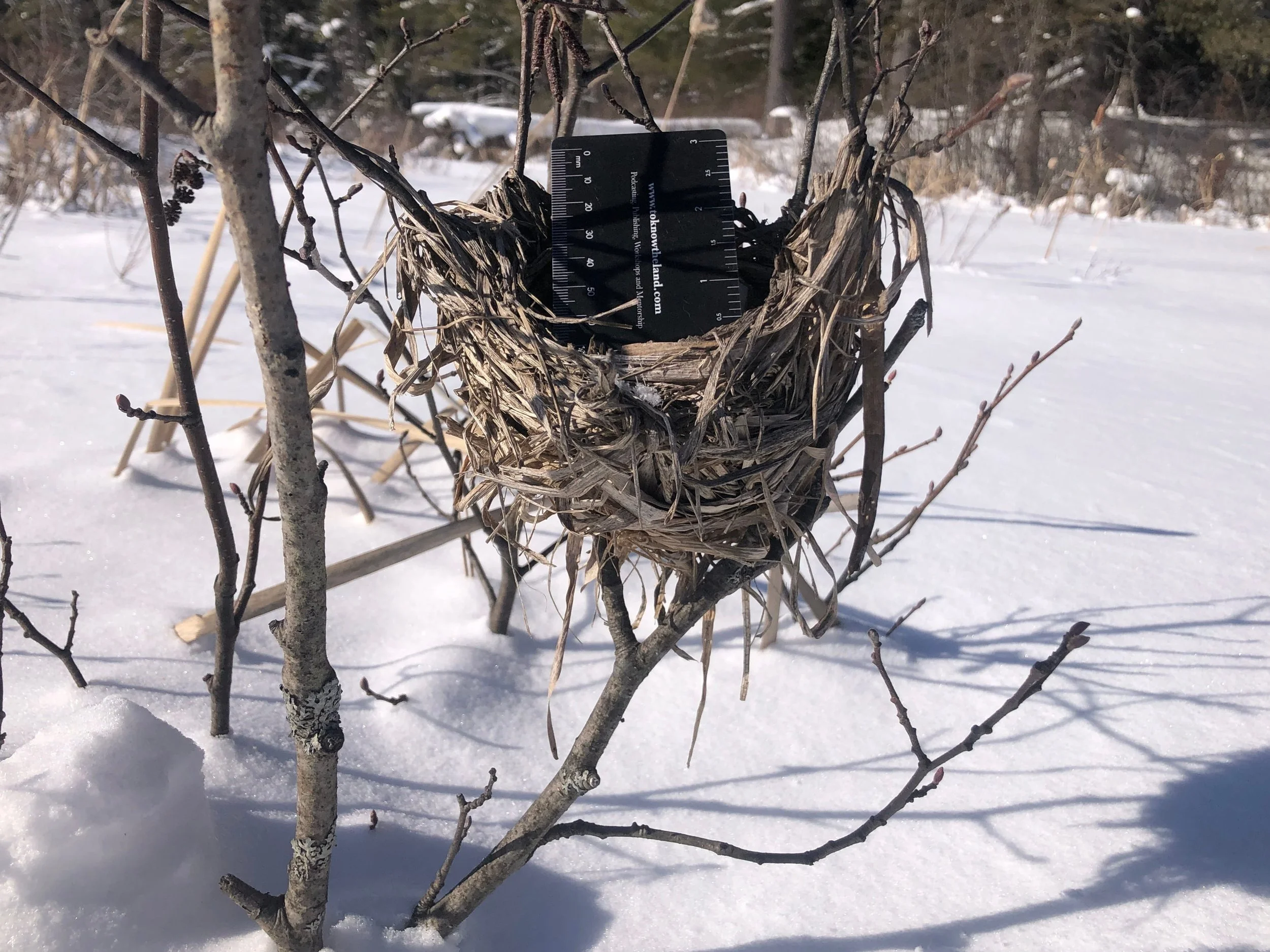 Ep. 281 : Red-winged Blackbird Nest in Algonquin Park