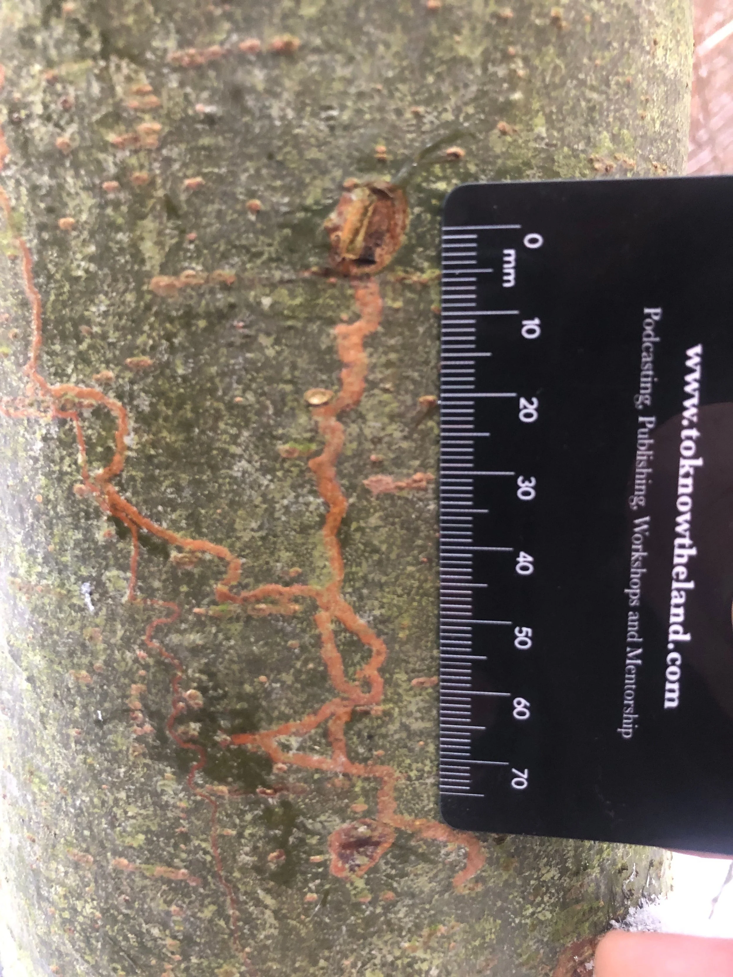 Subcuticular Mine in White Pine