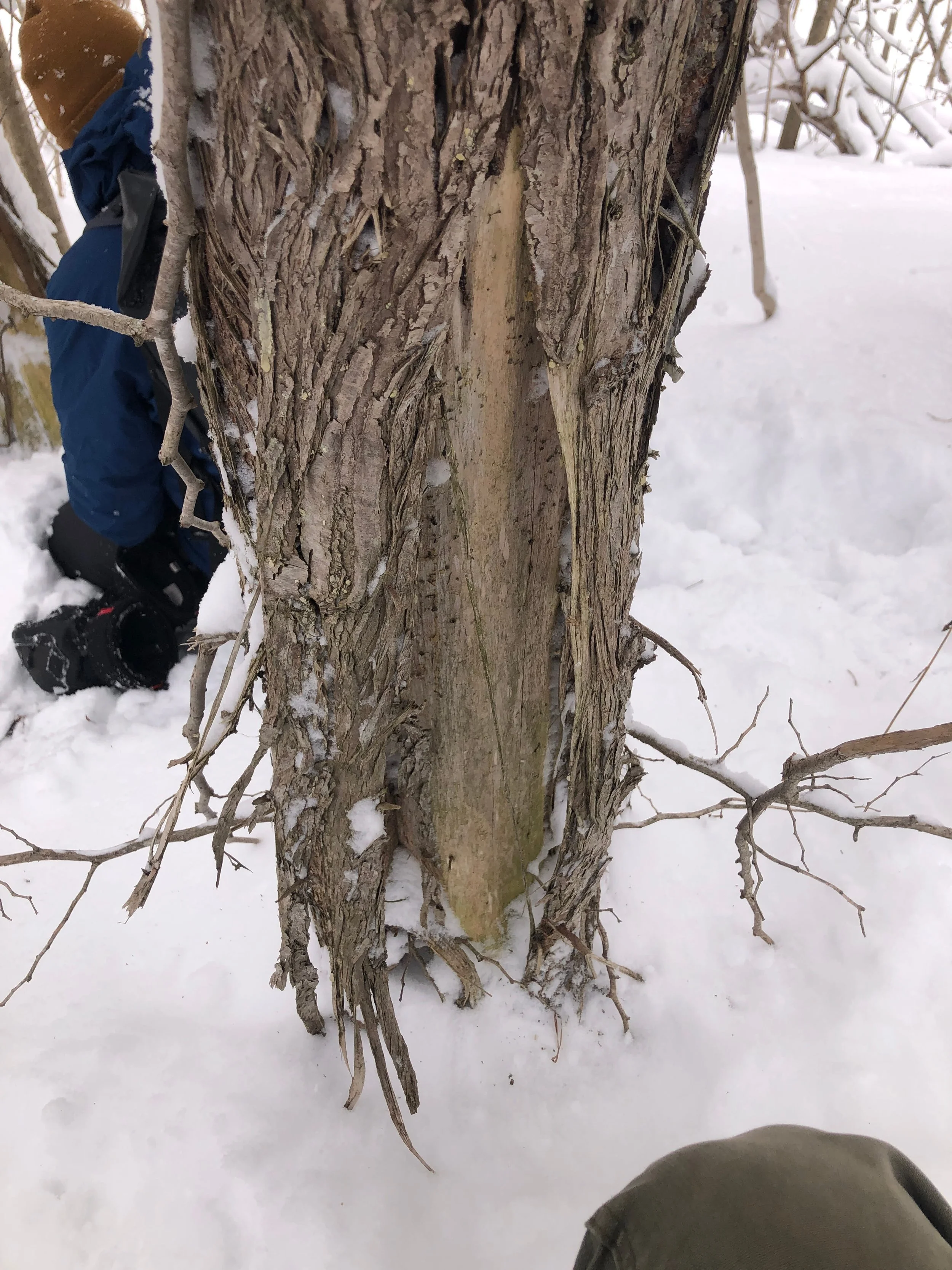Black Bear Cambium Feeding in Ontario?