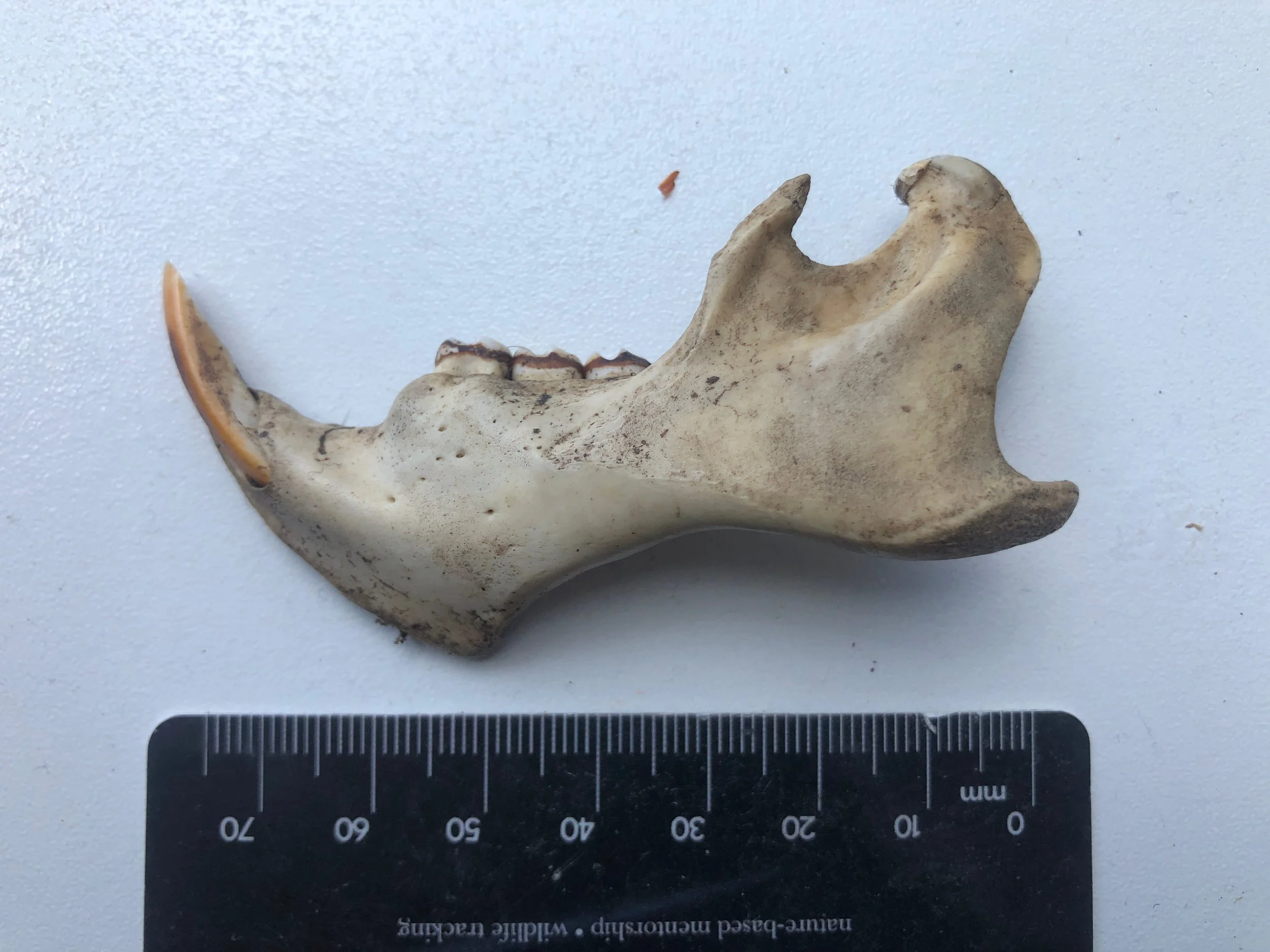 woodchuck mandible 1.jpg