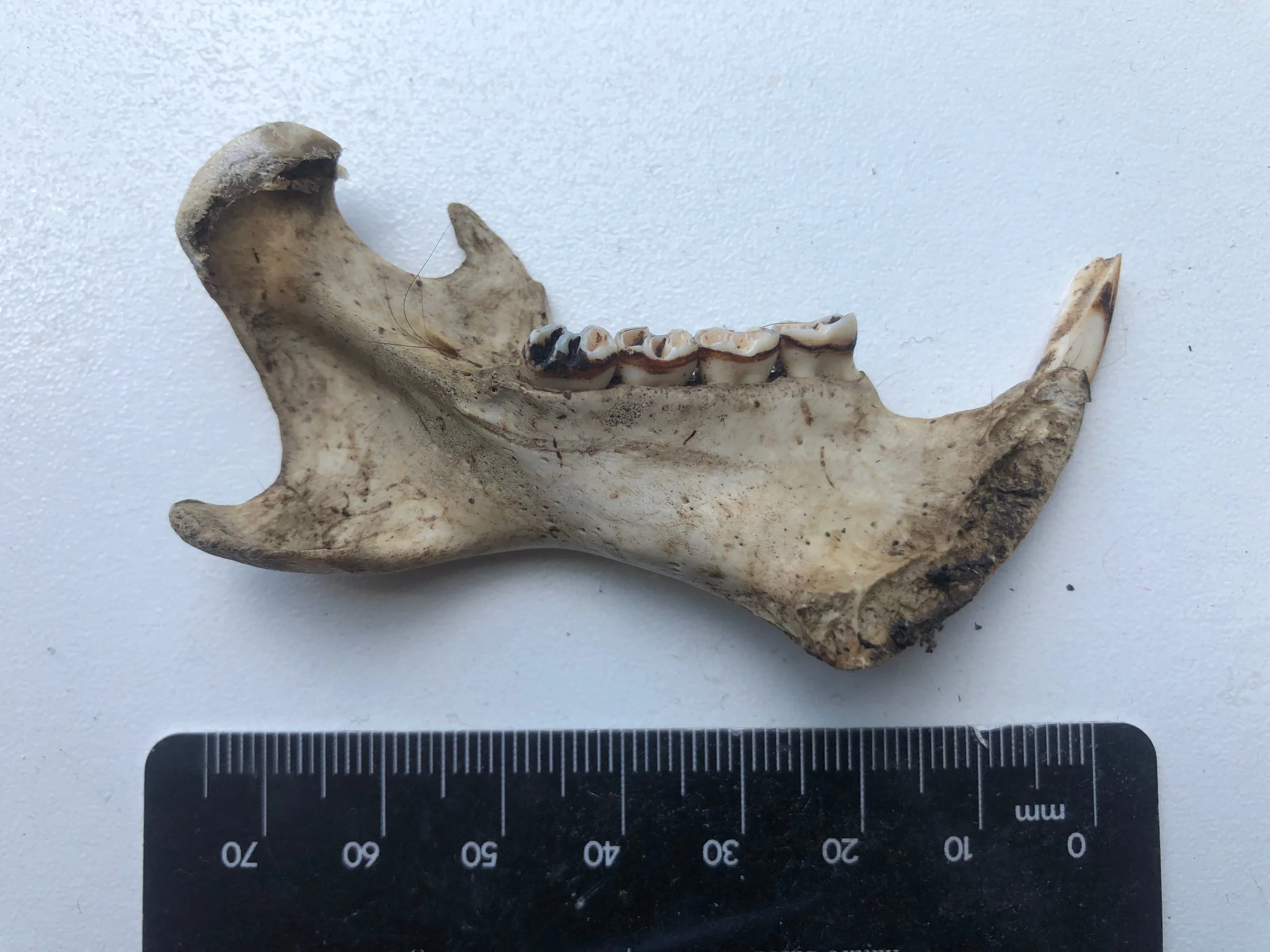 woodchuck mandible 2.jpg