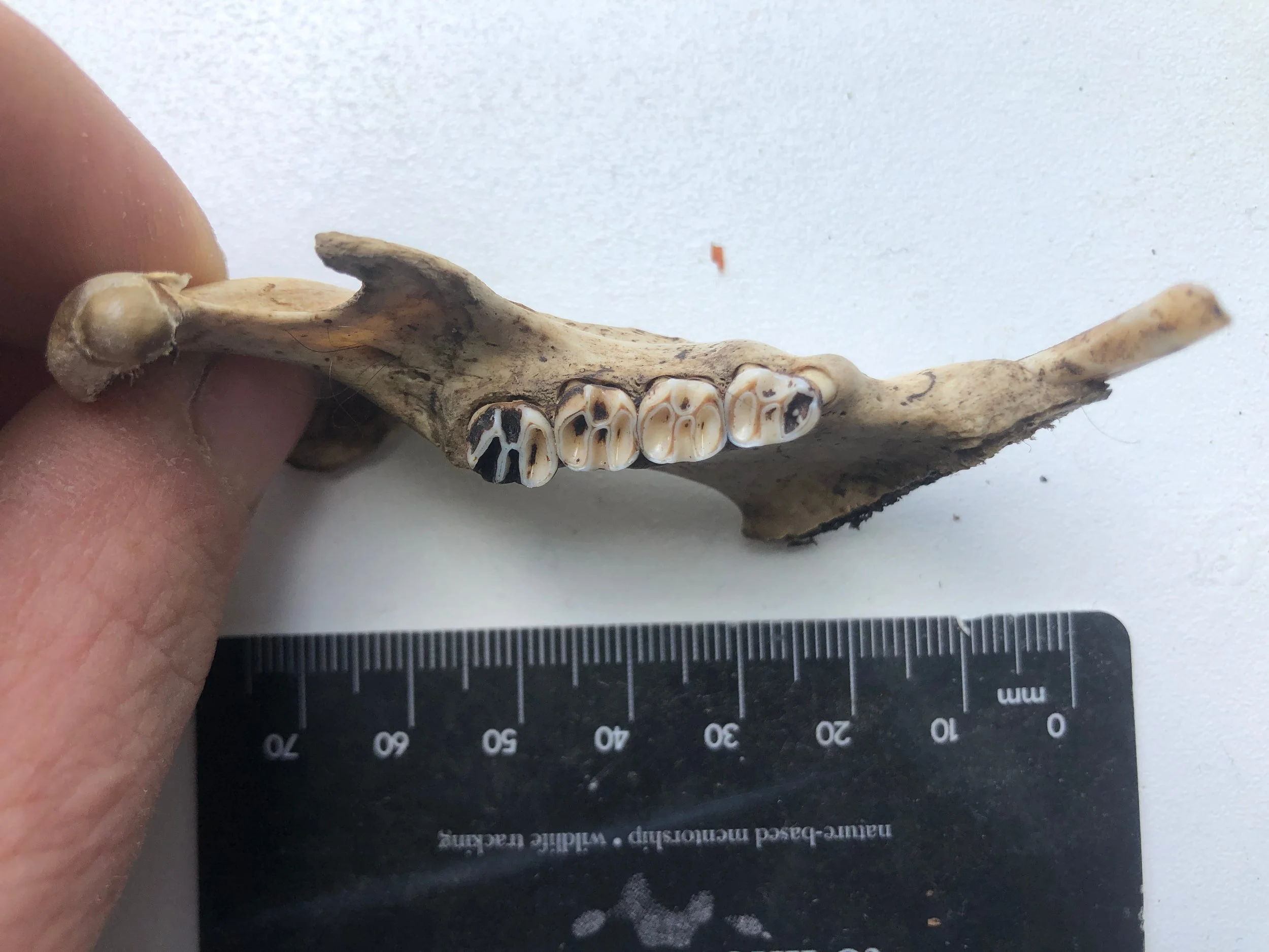 woodchuck mandible 3.jpg
