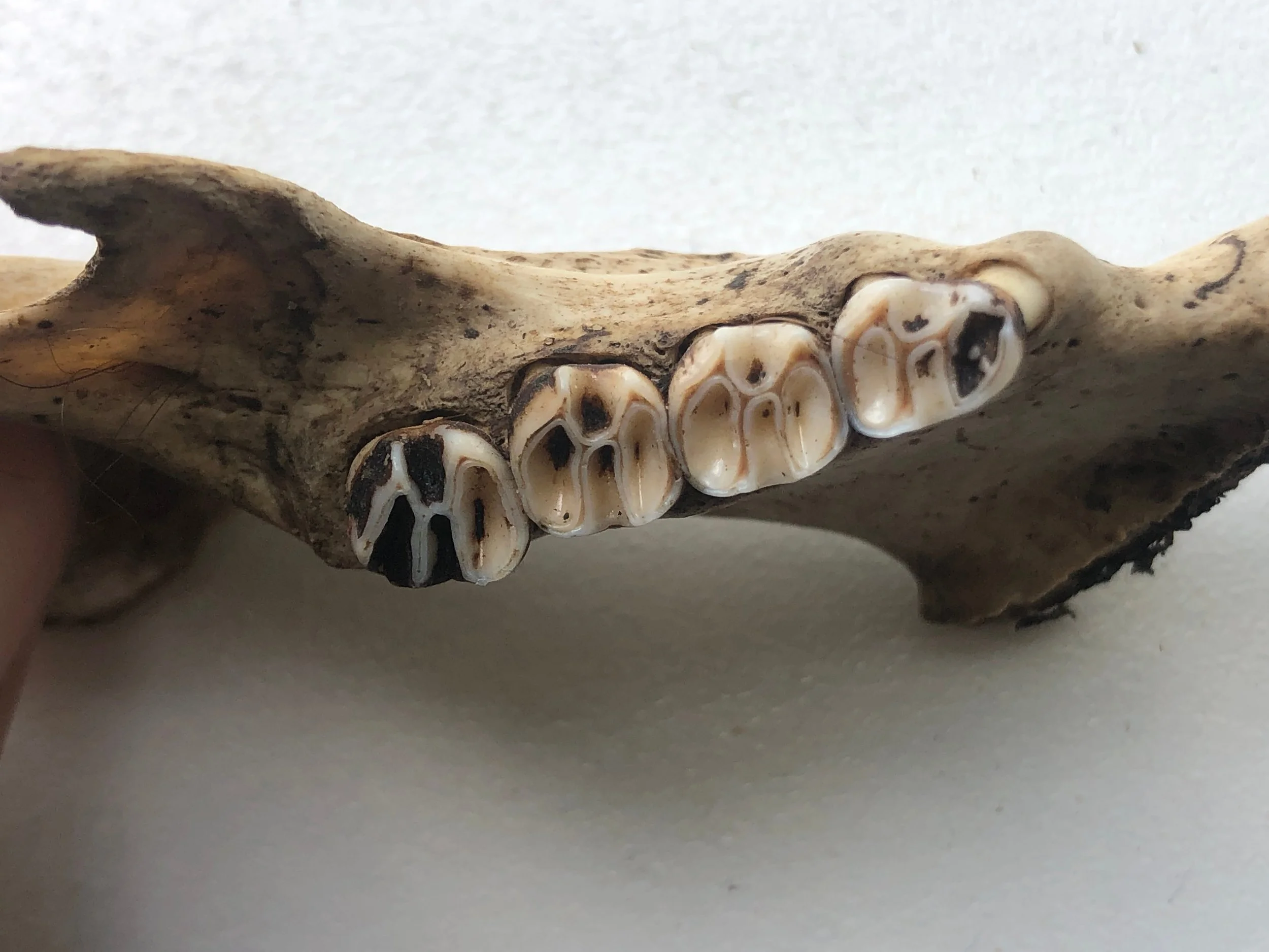 woodchuck mandible 4.jpg