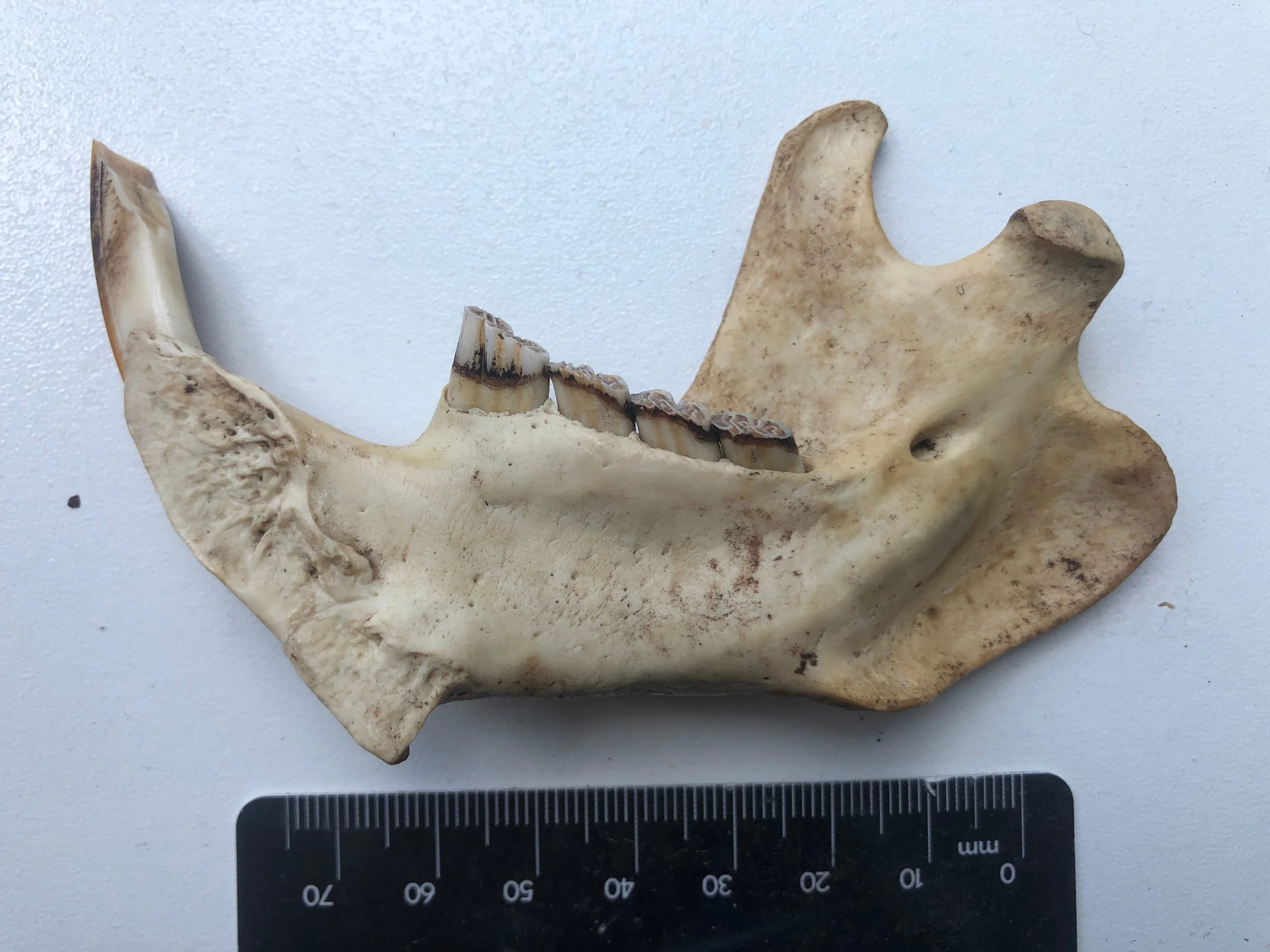 beaver mandible 2.jpg