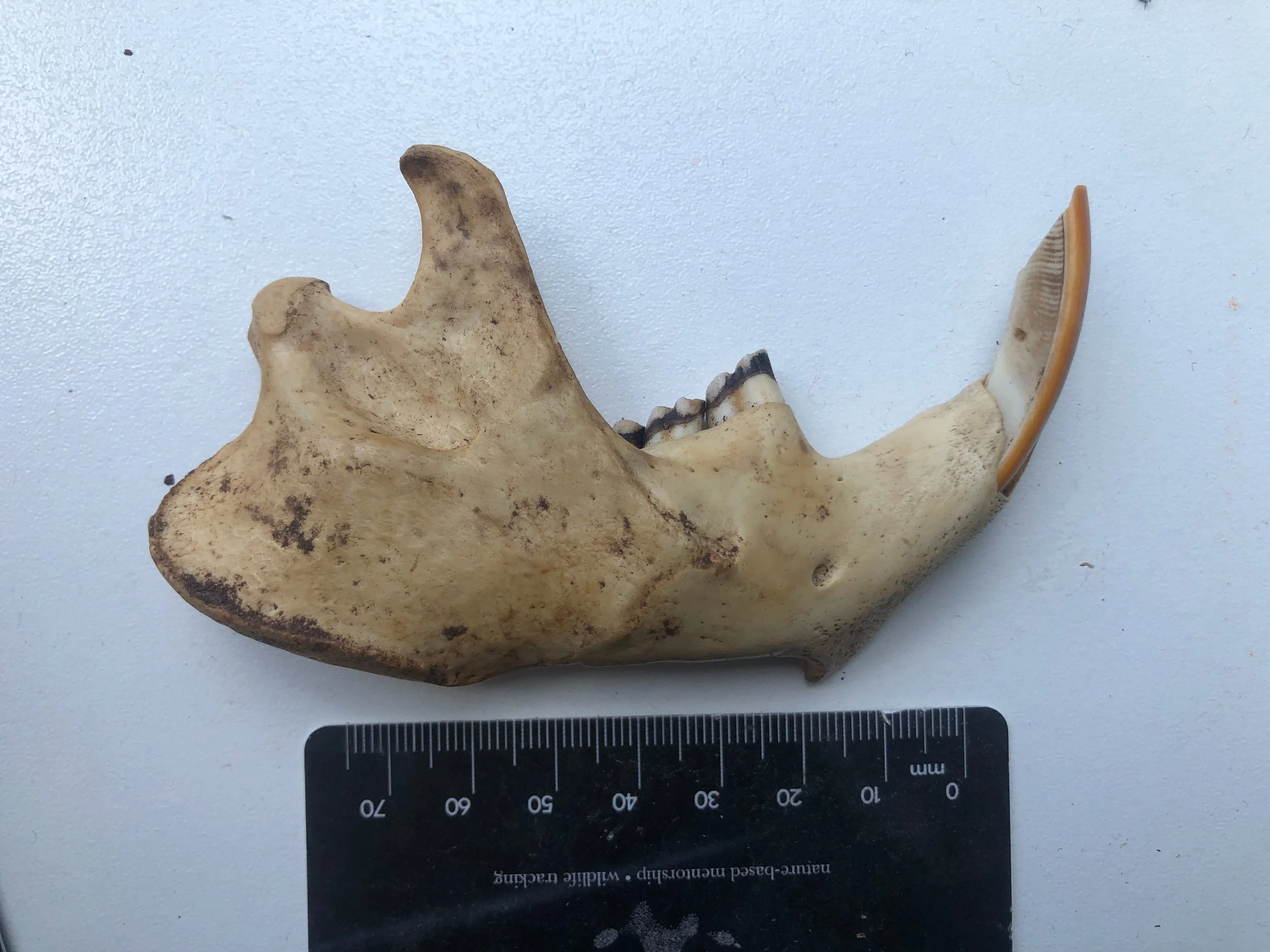 beaver mandible 1.jpg
