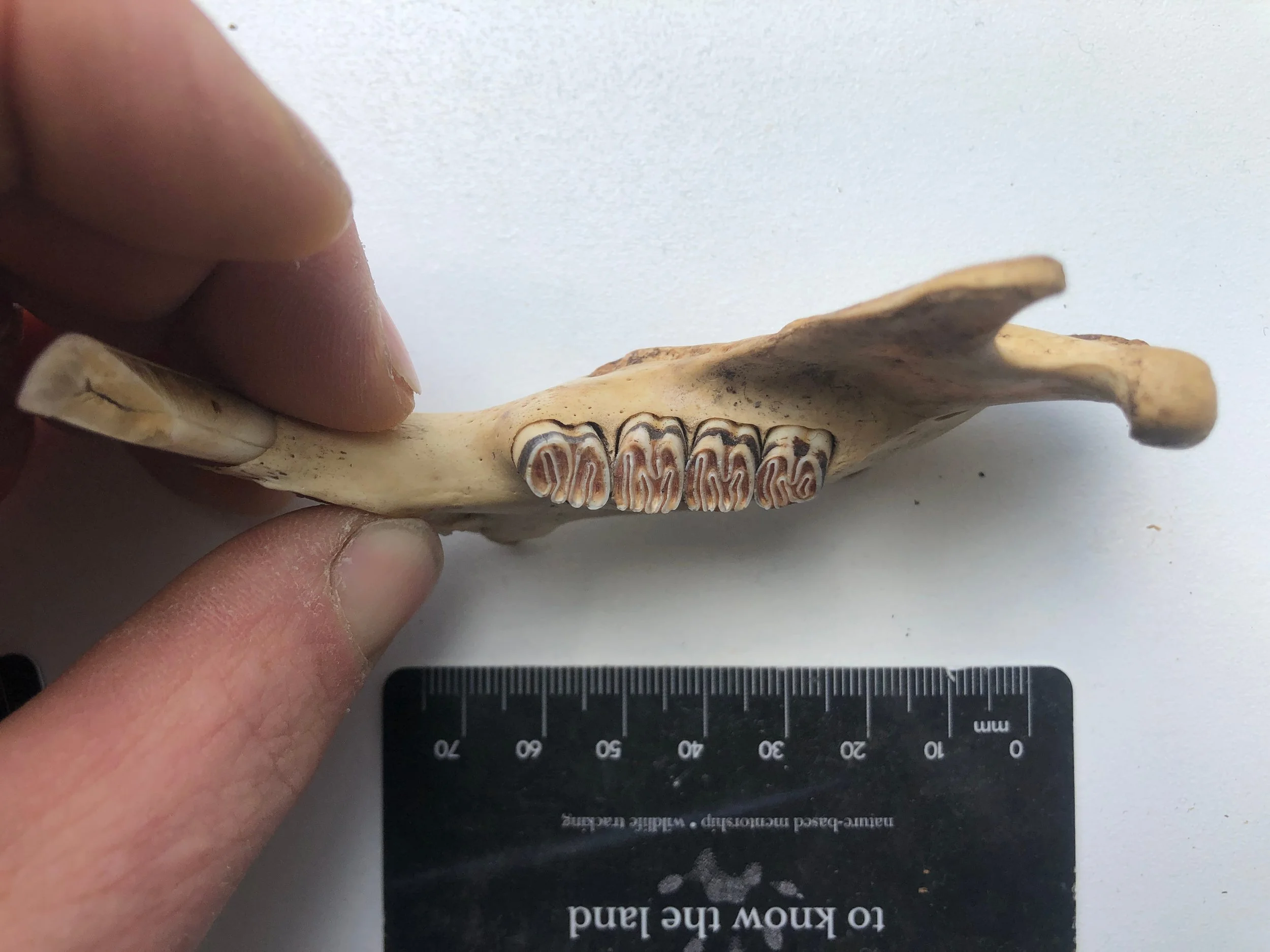beaver mandible 3.jpg