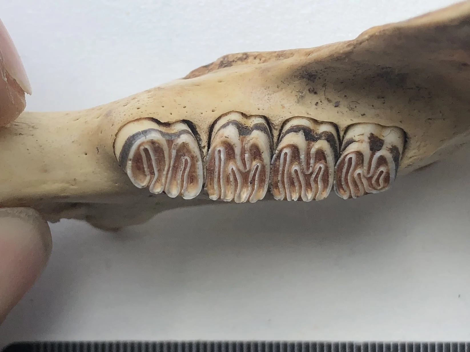 beaver mandible 4 alt (1).jpg