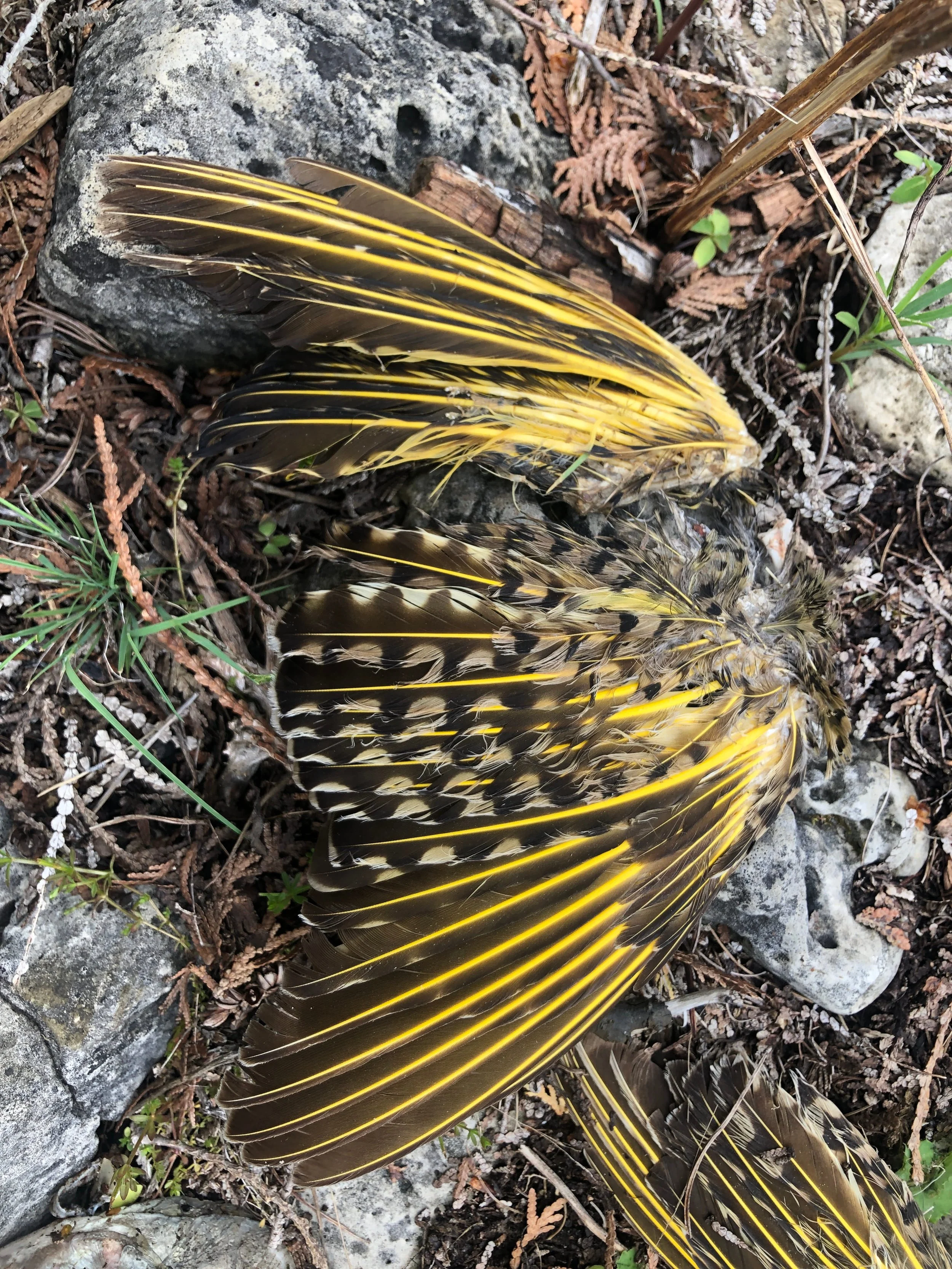 Tracking the Birds at Saugeen First Nations