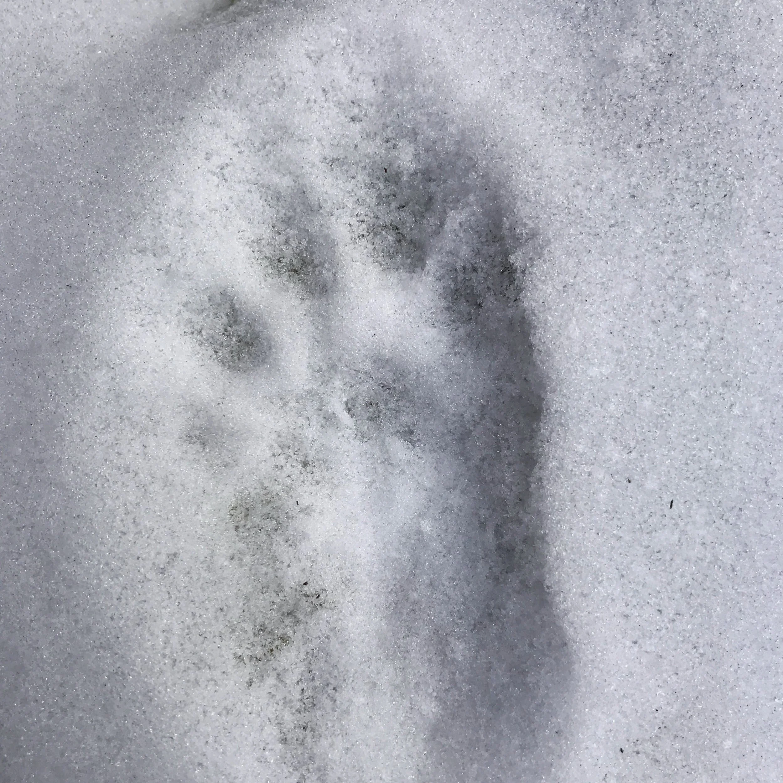 Ep. 233 : On the Fisher Trail