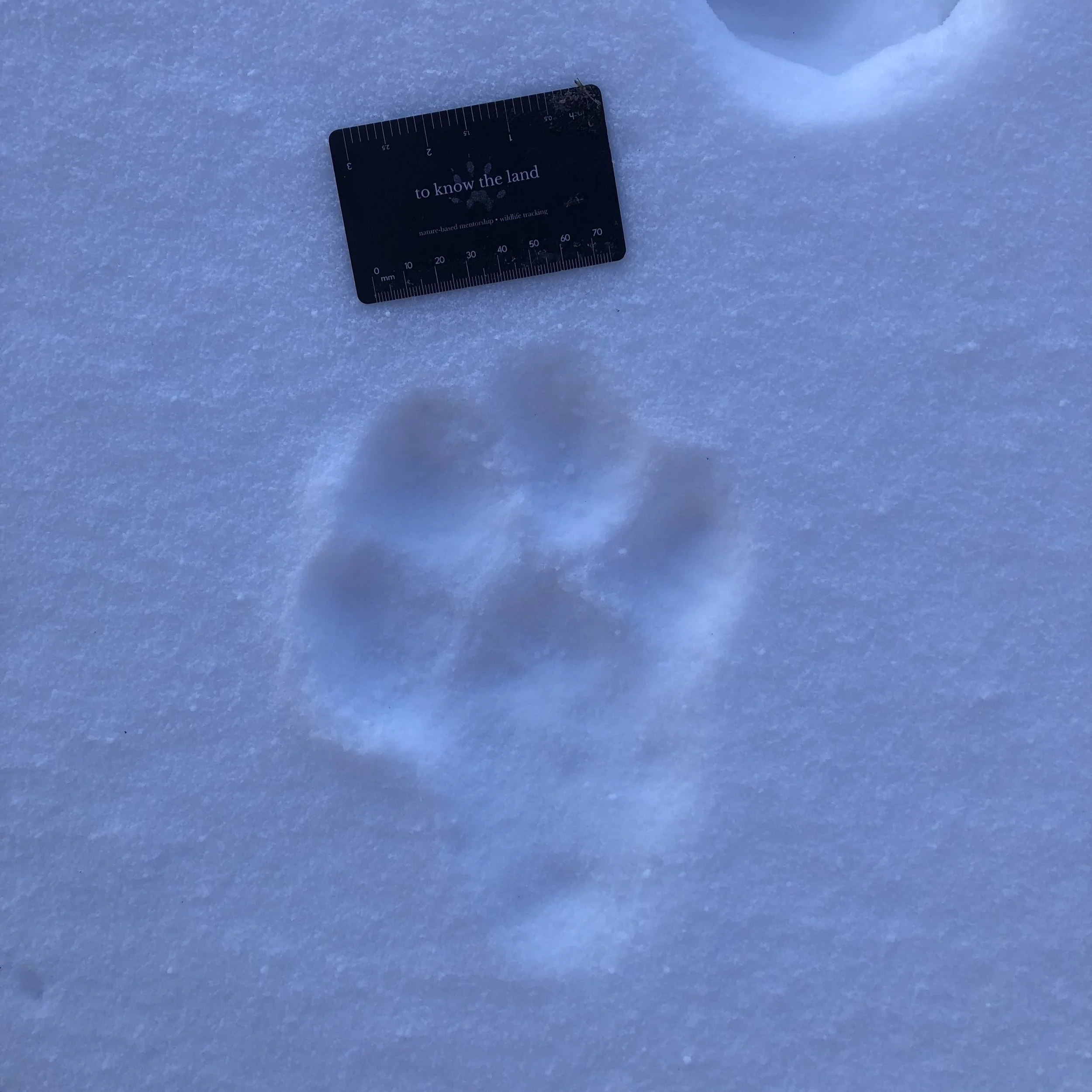 Ep. 261 : Trailing Lynx at Elk Lake