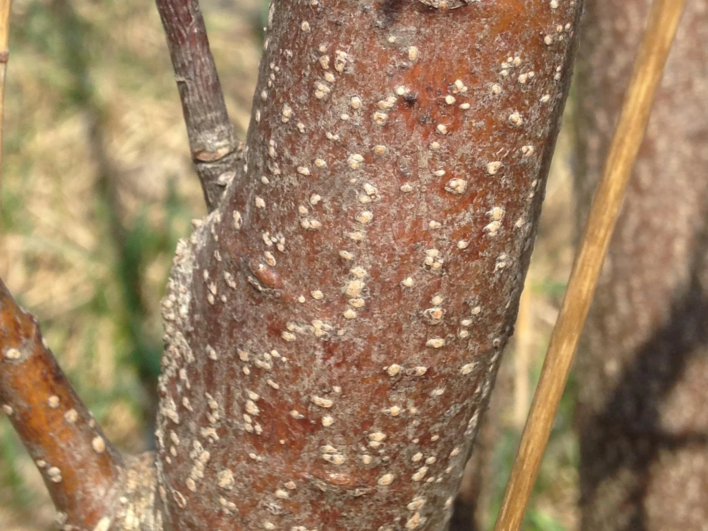 Considering Chokecherries — to know the land
