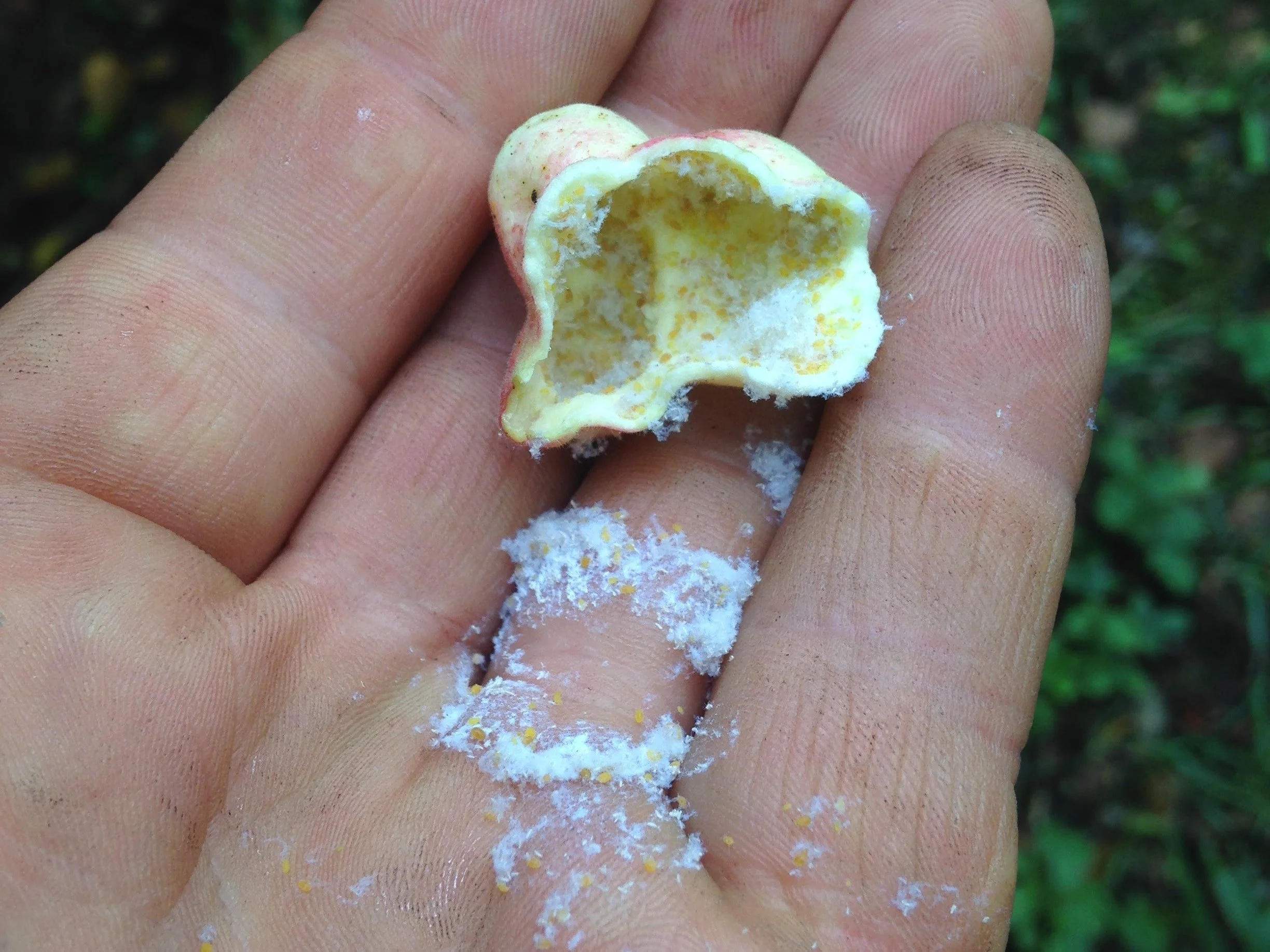 Exploring Some Staghorn Sumac Galls — to know the land