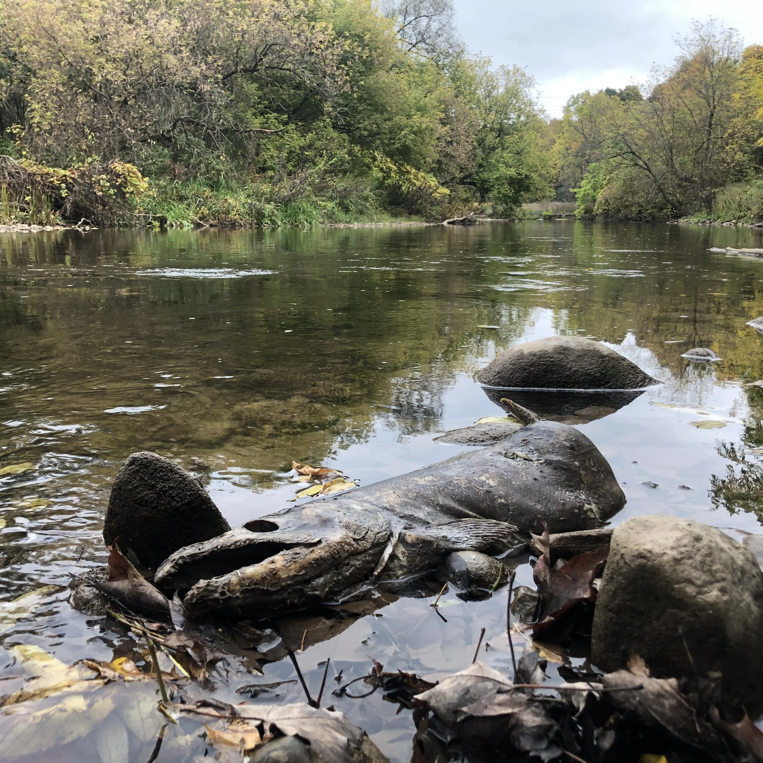 Ep. 276 : Chinook Salmon along the Credit River