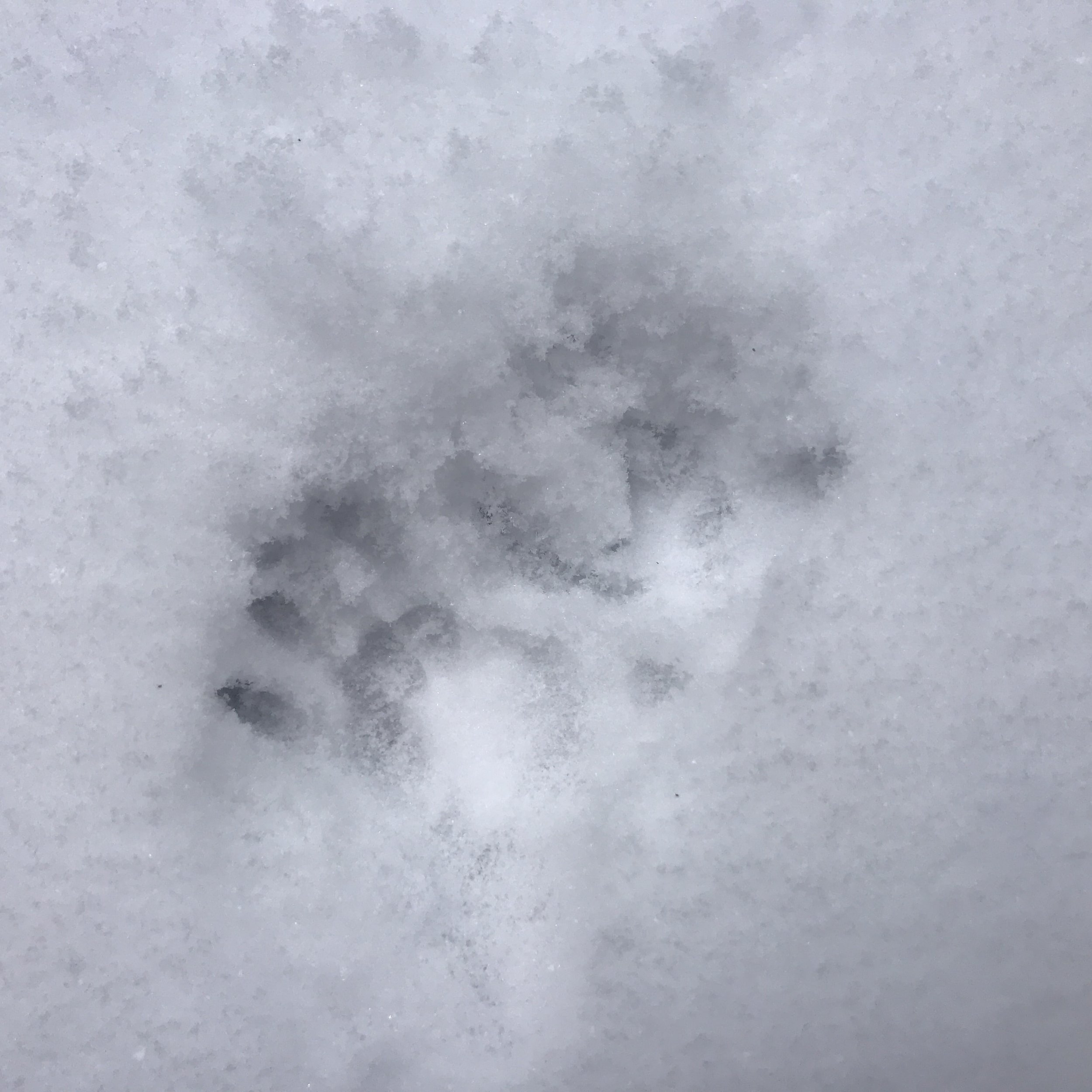 On the Opossum Trail