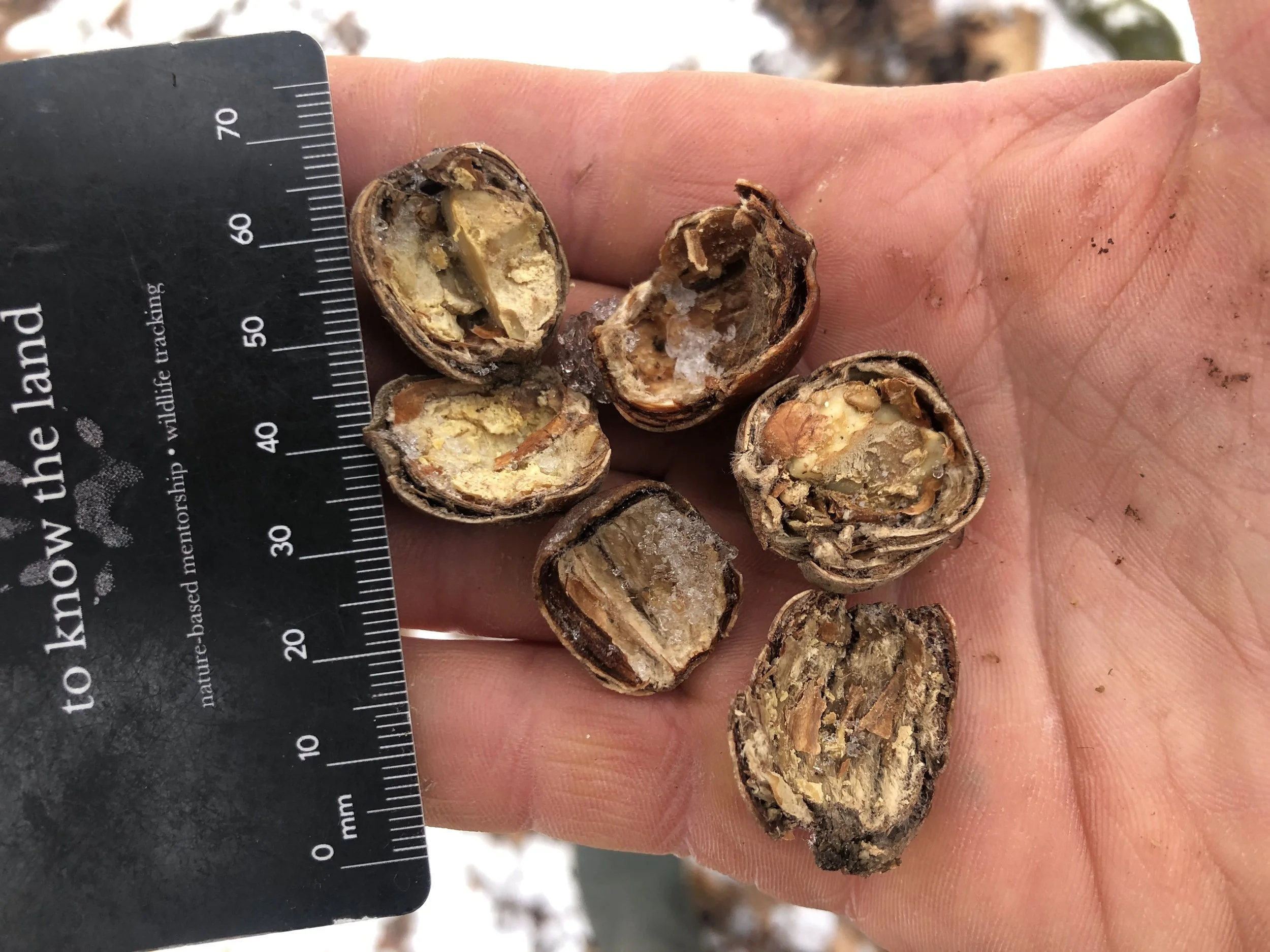 Tracking at Puslinch Tract Conservation Area